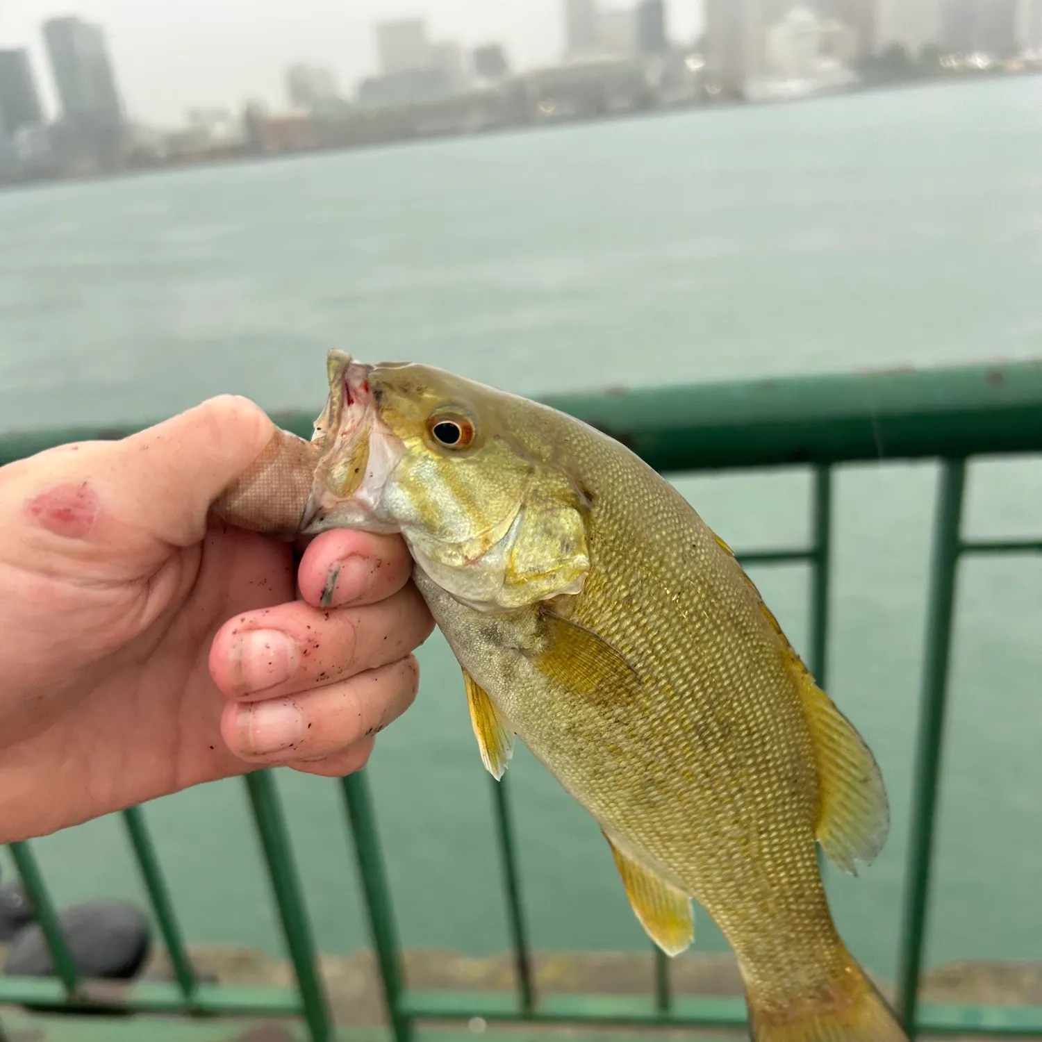 Smallmouth bass caught on Fishbrain