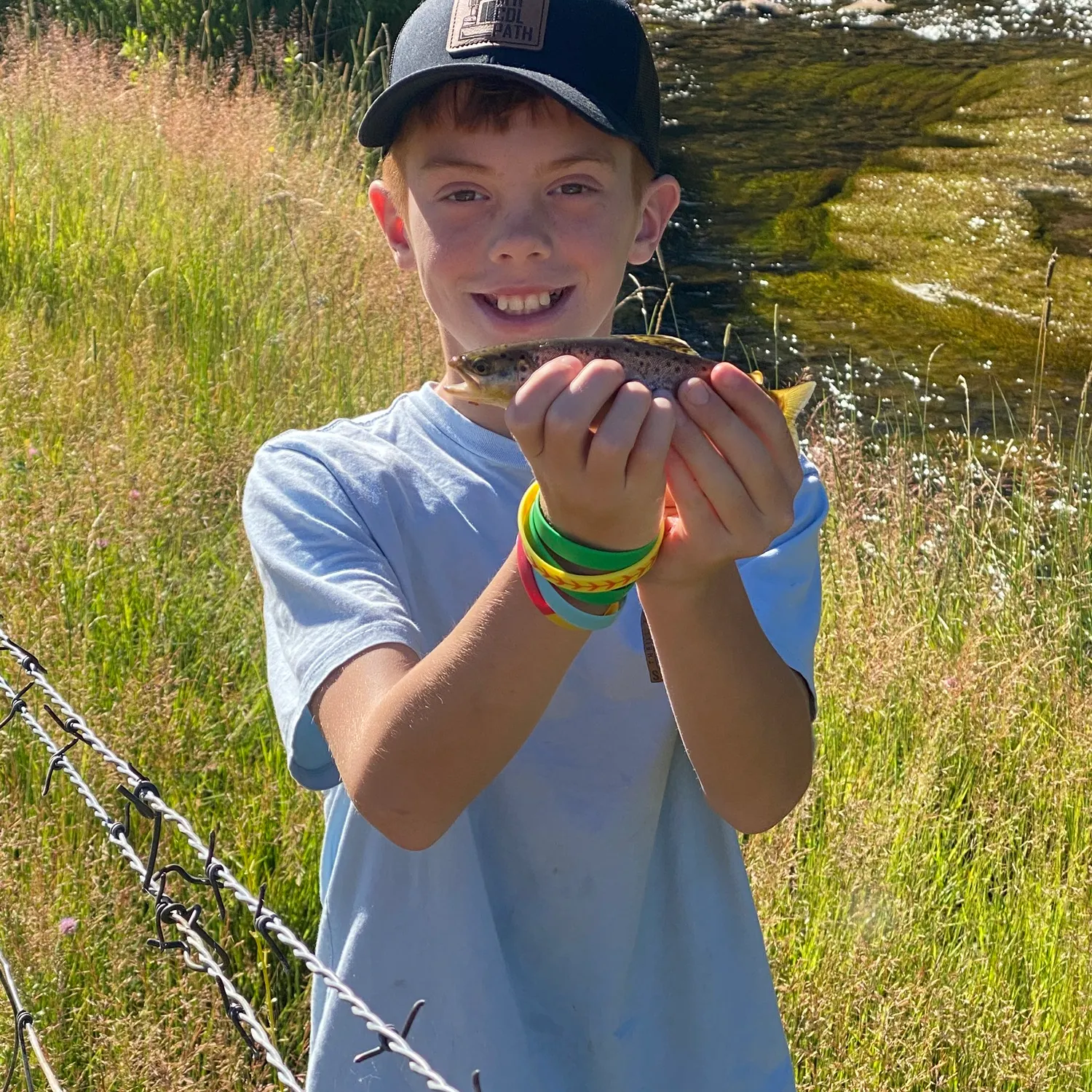 Brown trout caught on Fishbrain