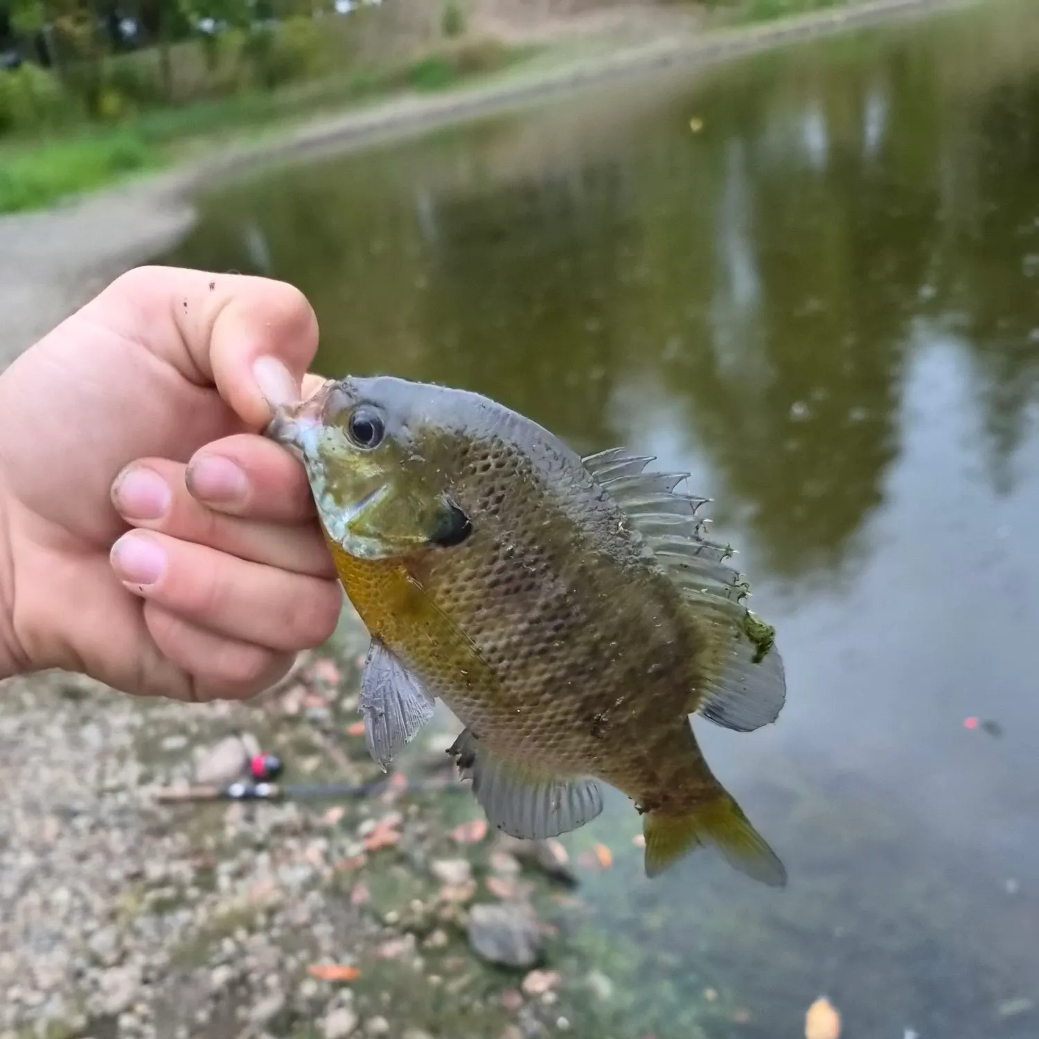 Bluegill caught on Fishbrain