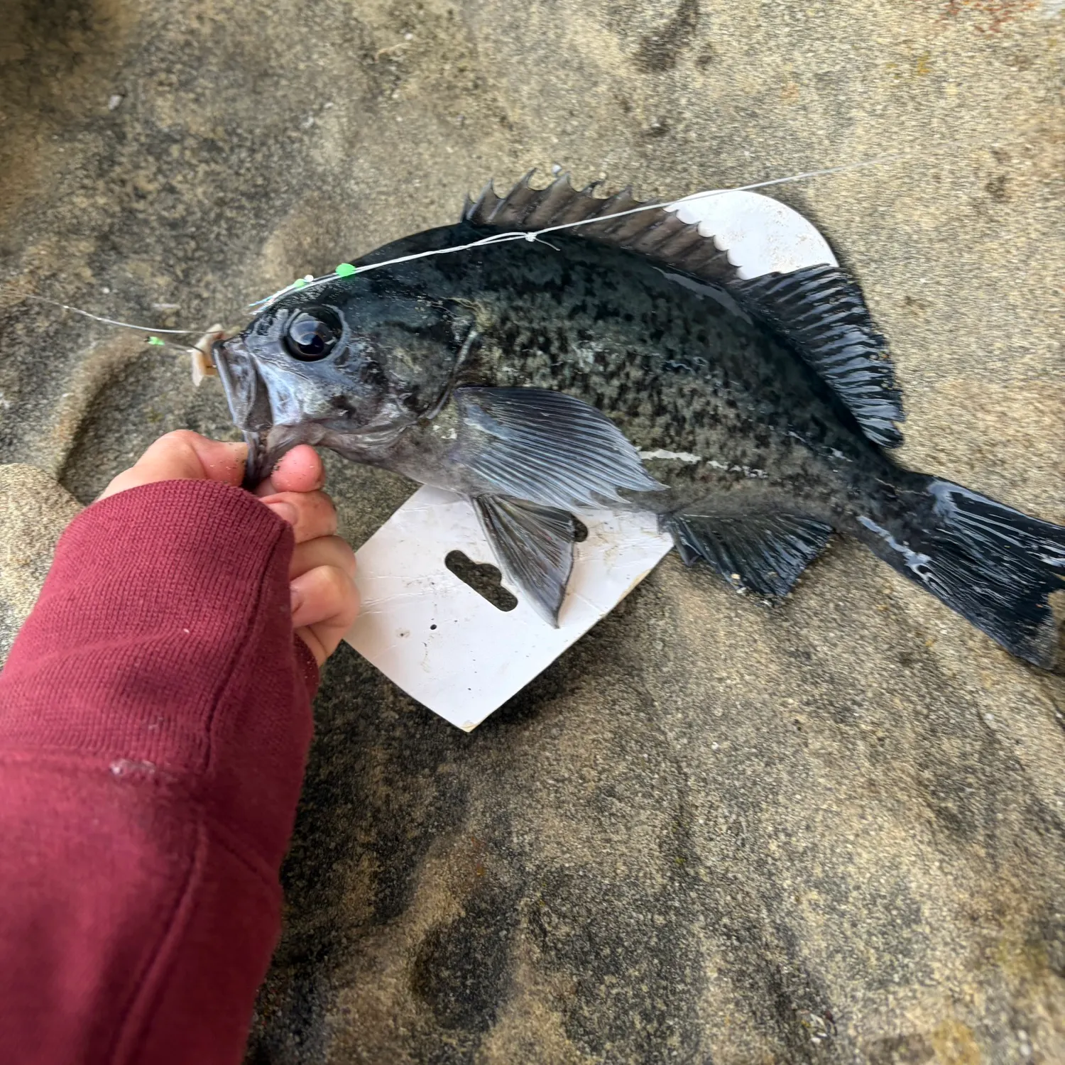 Black rockfish caught on Fishbrain