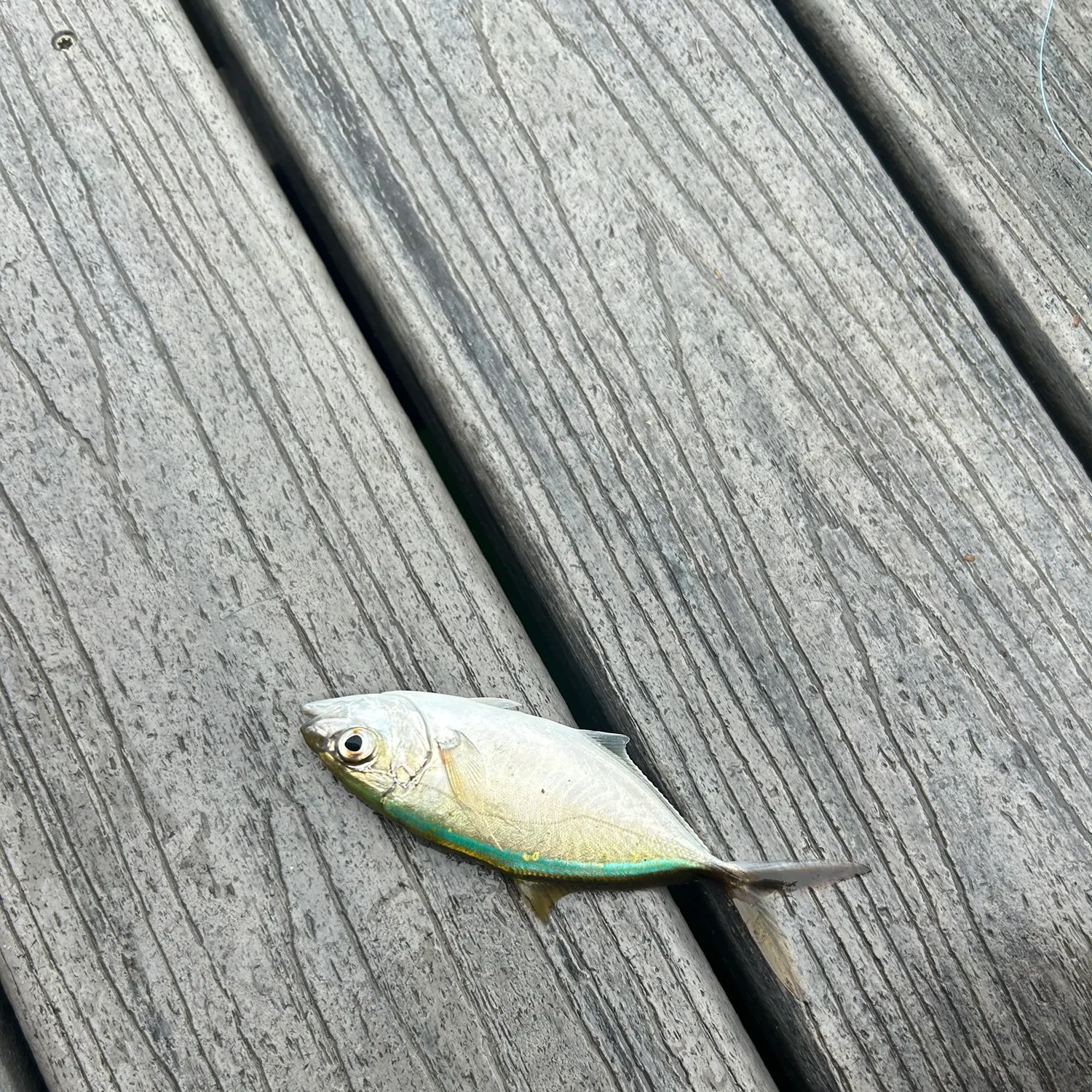 The most recent Bar jack catches on Fishbrain