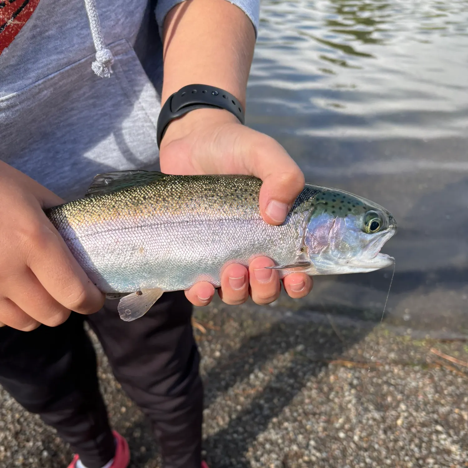 Rainbow trout caught on Fishbrain