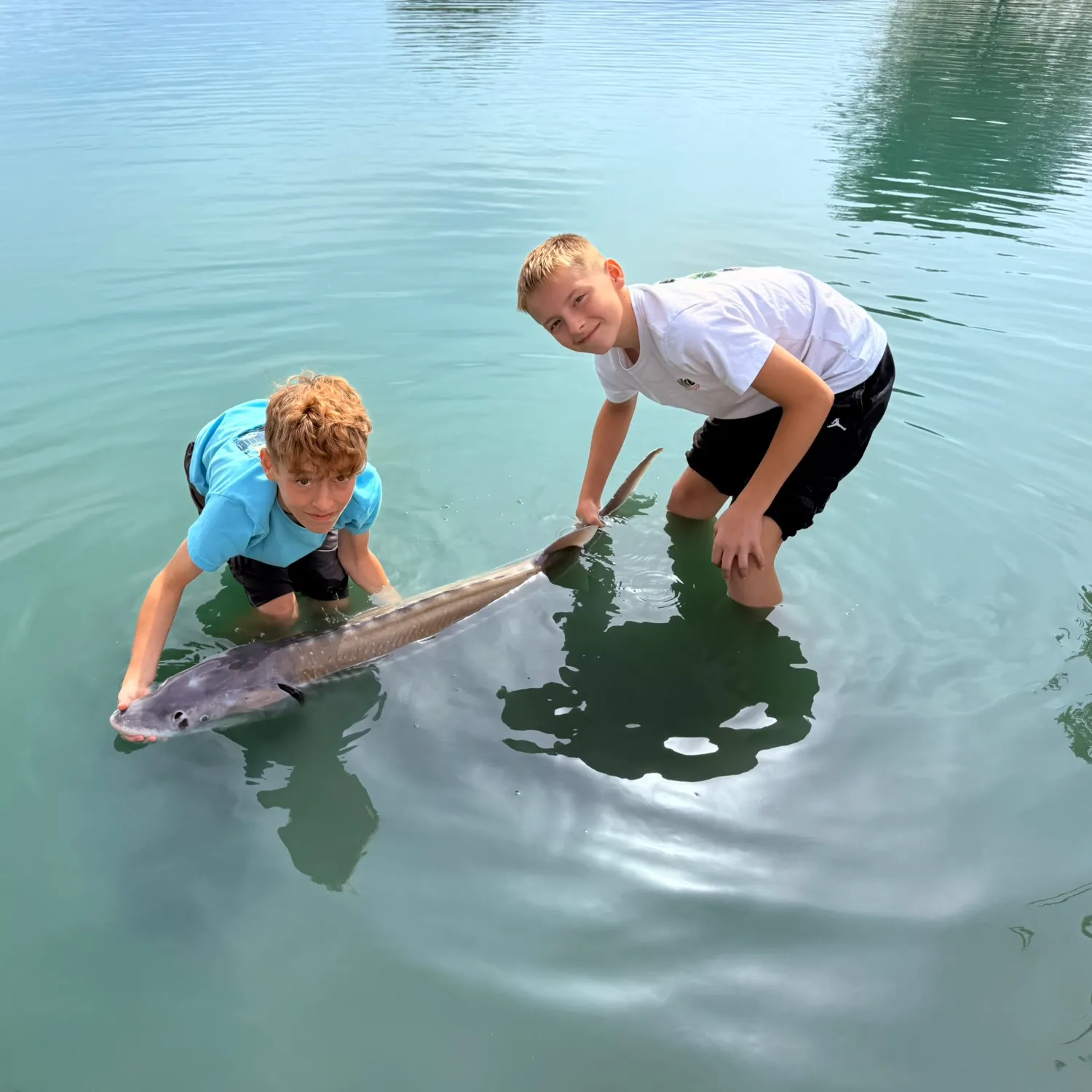 White sturgeon caught on Fishbrain