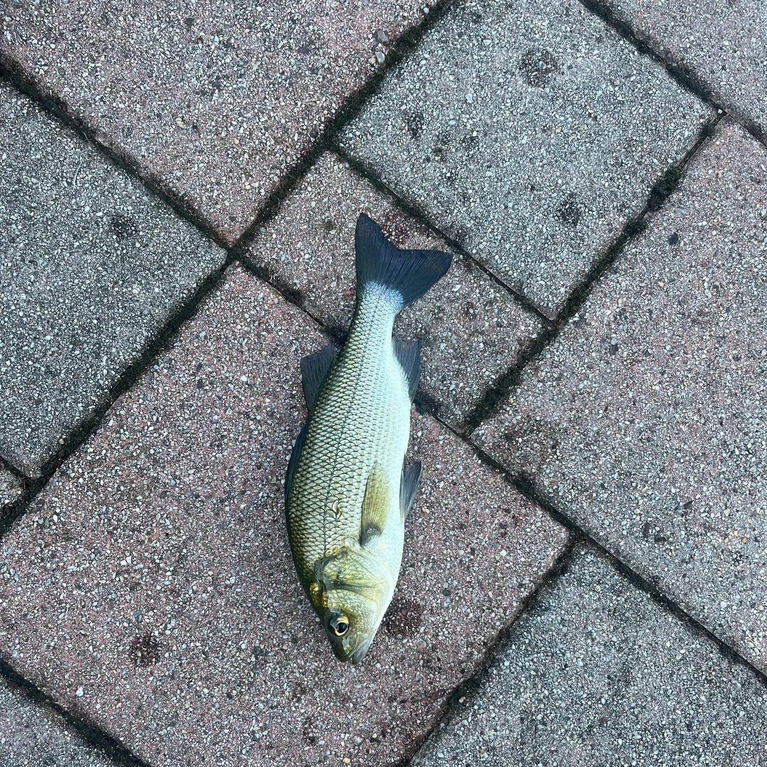 Fish caught on Fishbrain