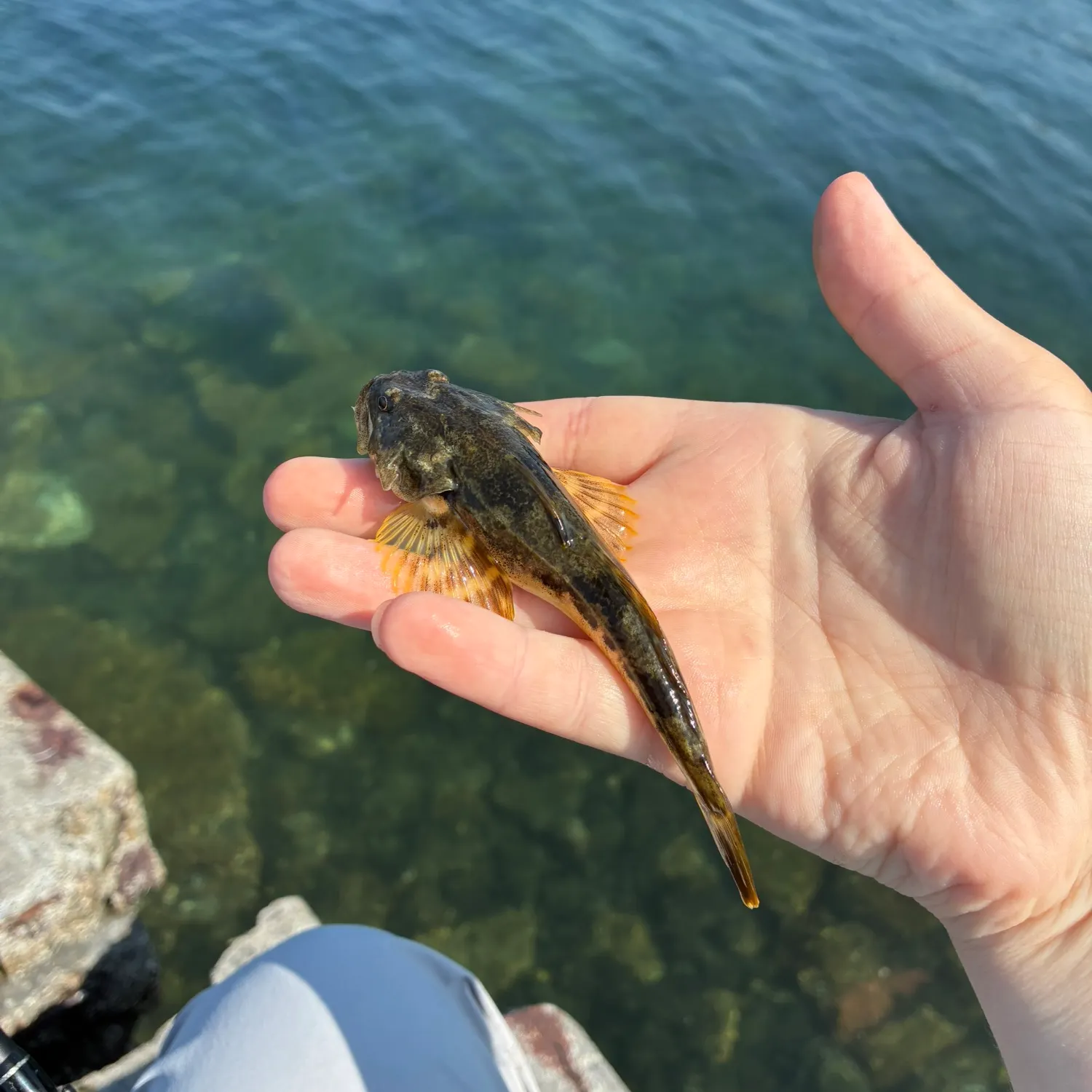 Pacific staghorn sculpin caught on Fishbrain