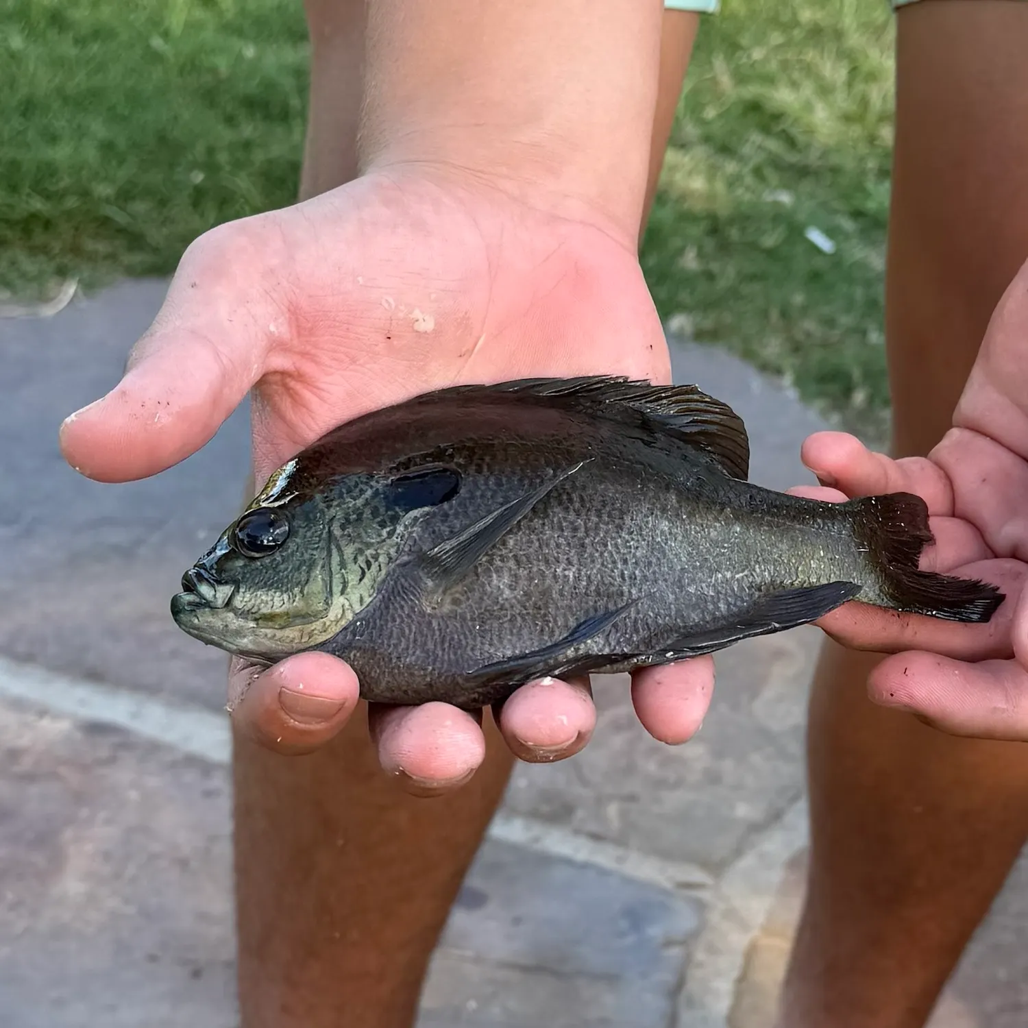 Coppernose bluegill caught on Fishbrain