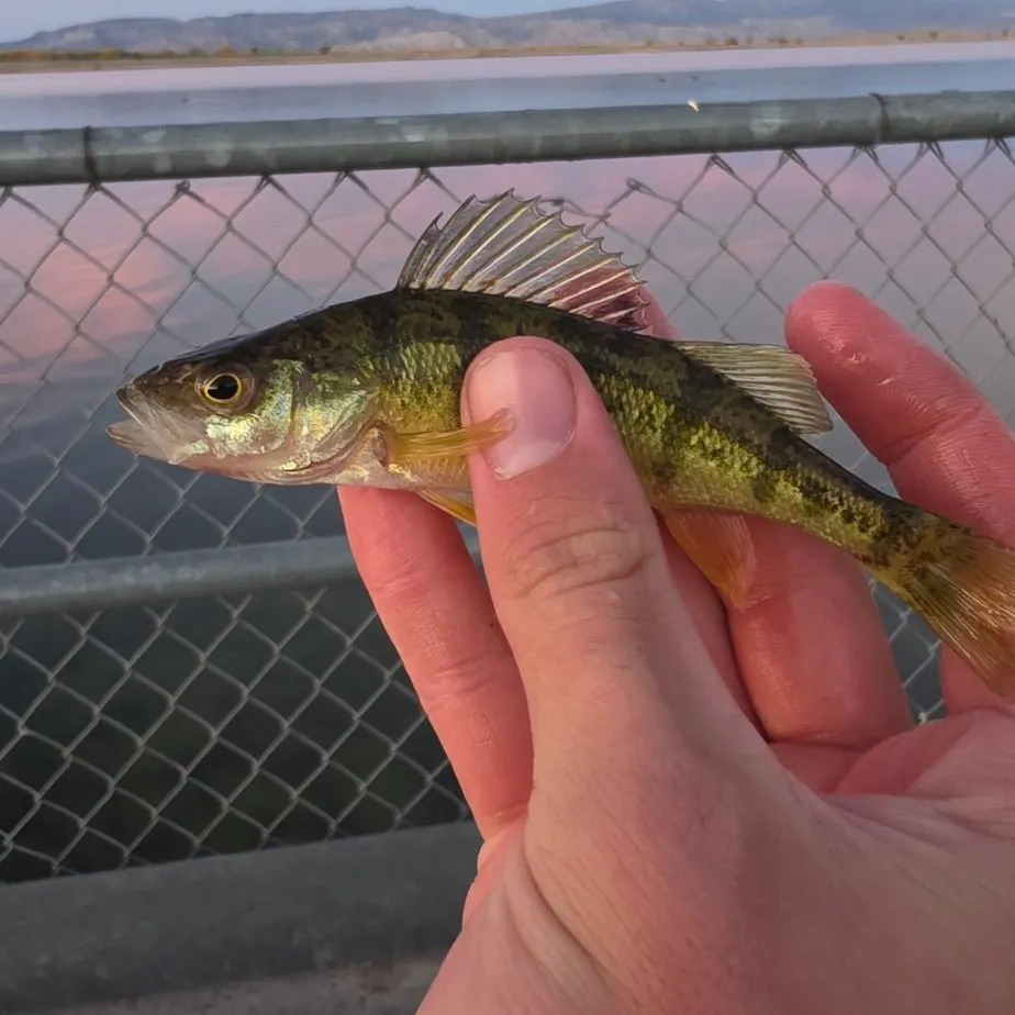 Yellow perch caught on Fishbrain