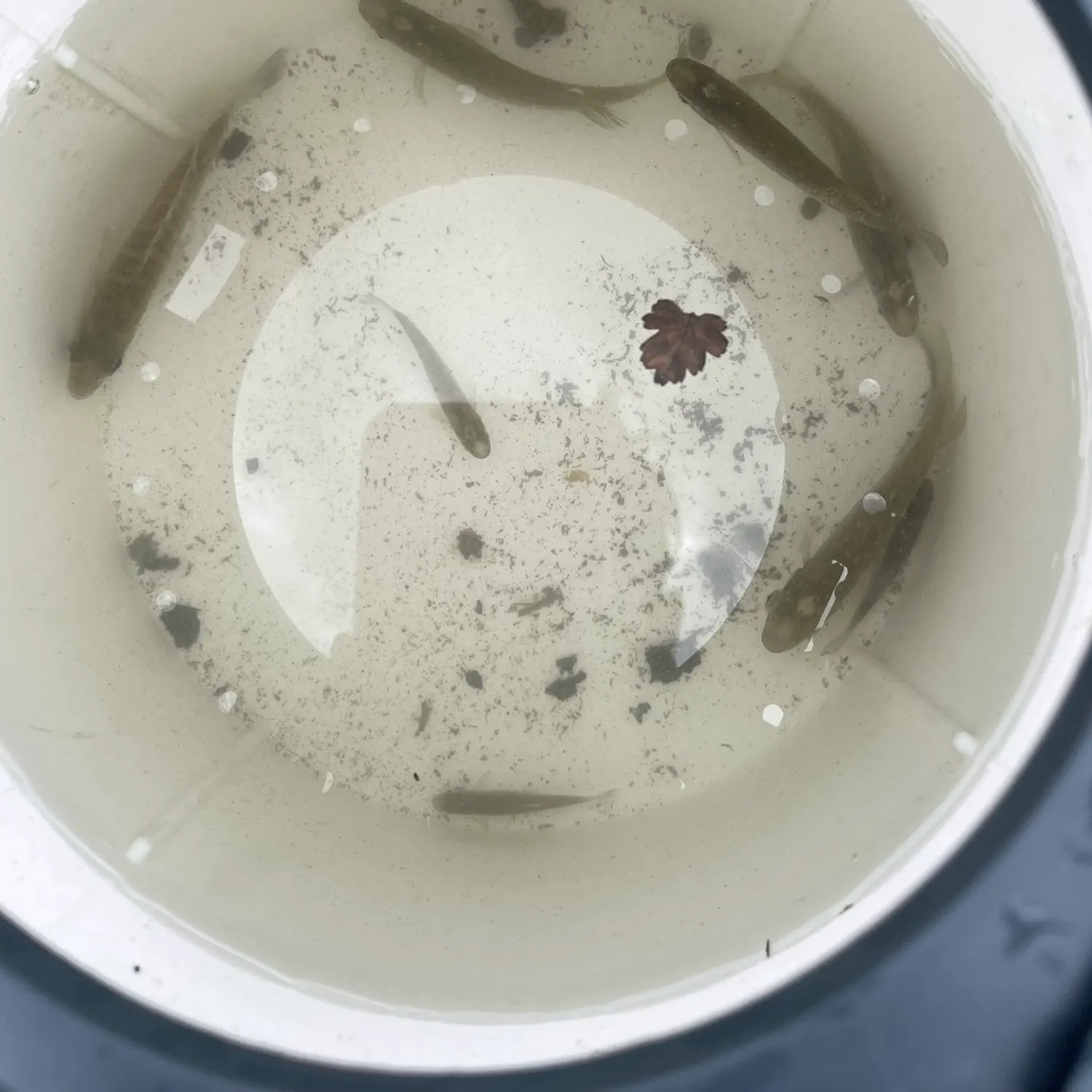 Creek chub caught on Fishbrain