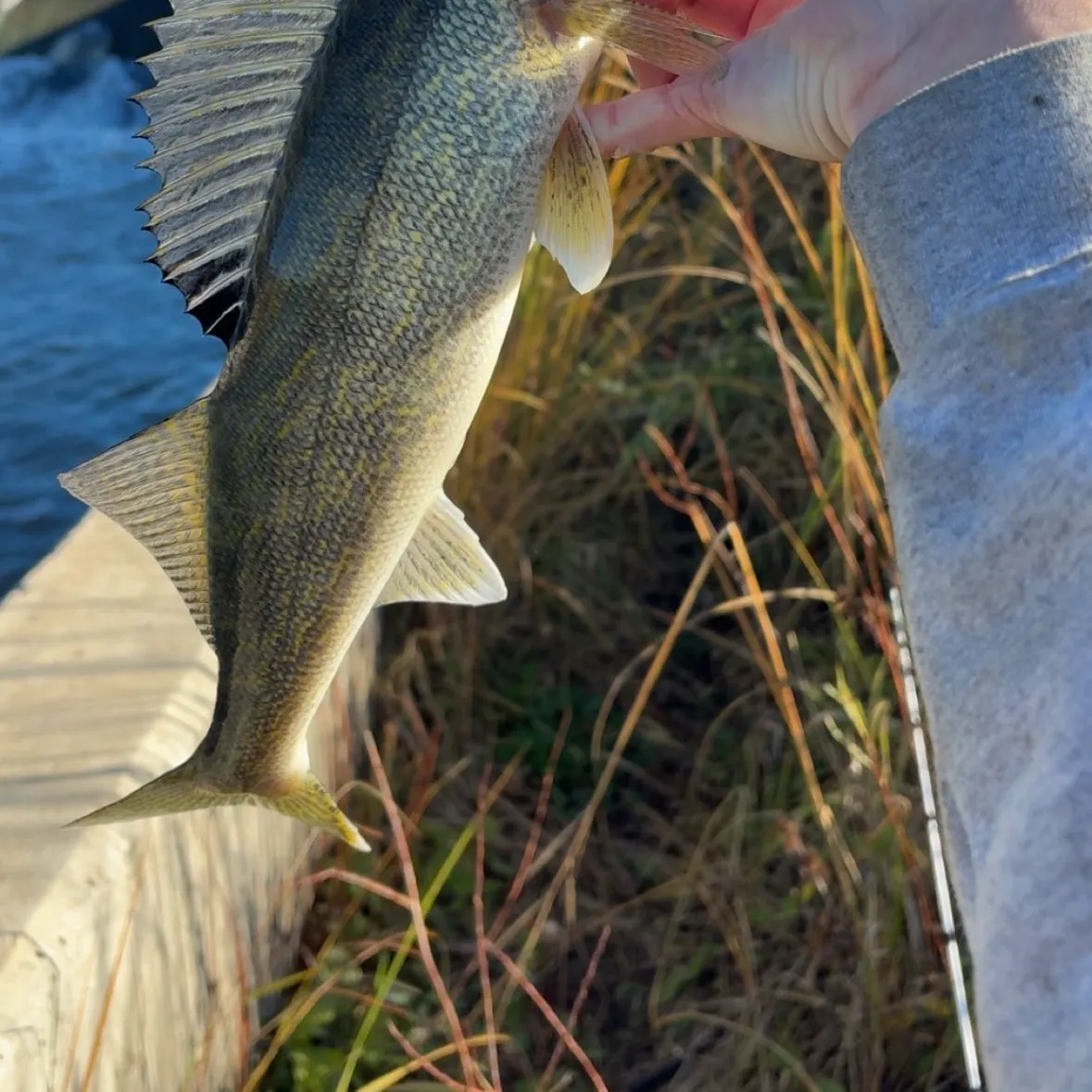 Walleye caught on Fishbrain