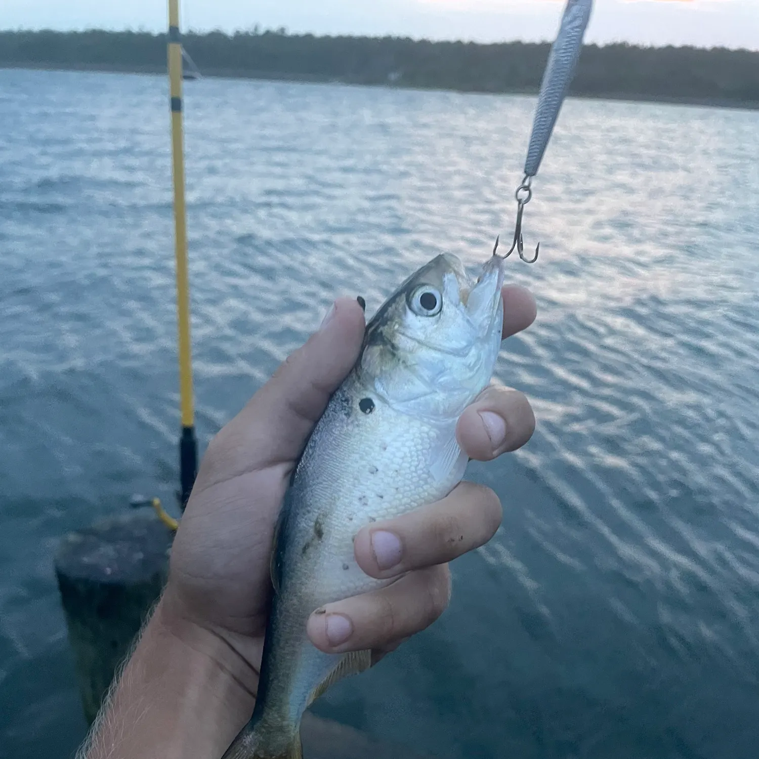 The most recent Gulf menhaden catches on Fishbrain