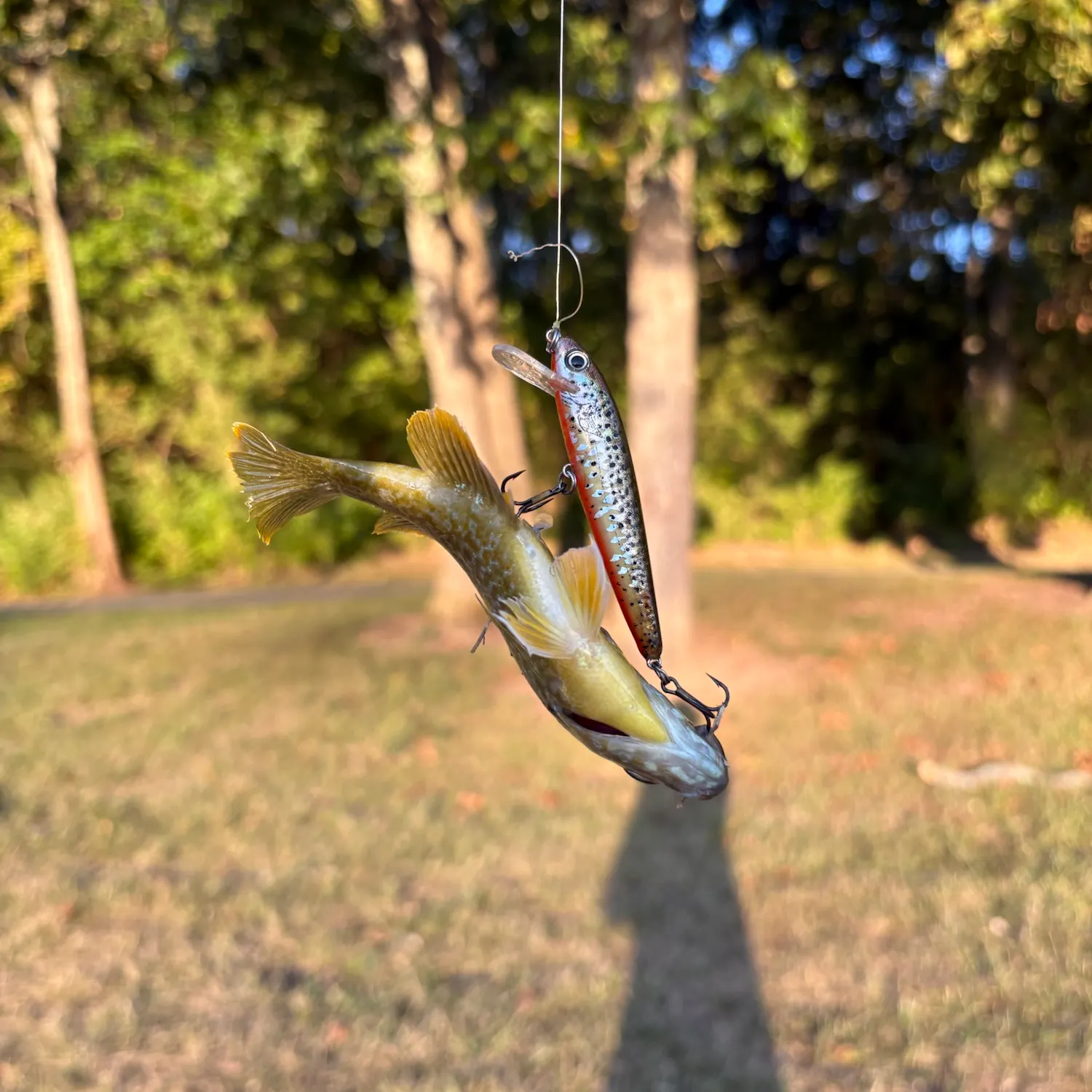 Green sunfish caught on Fishbrain