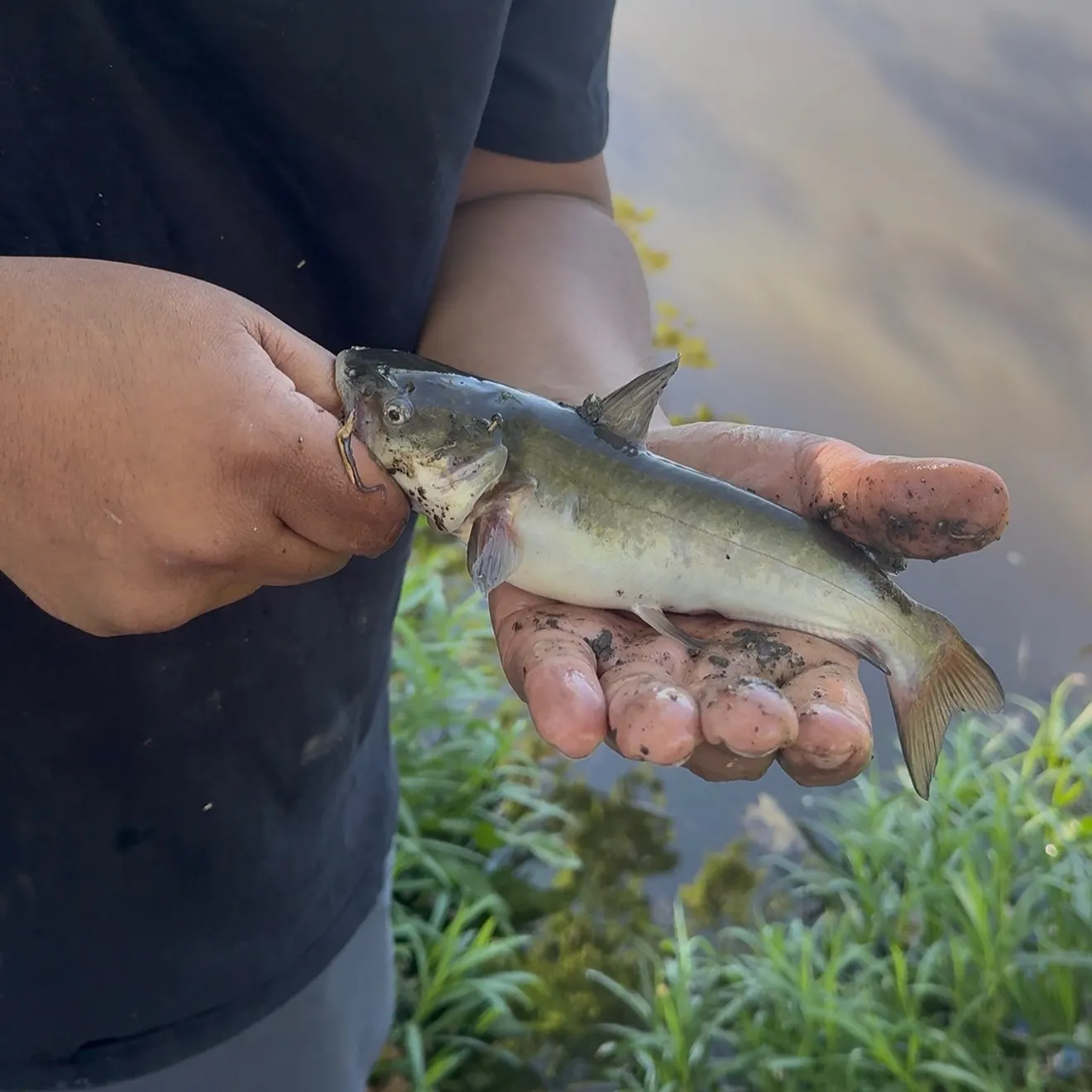 The most recent White bullhead catches on Fishbrain