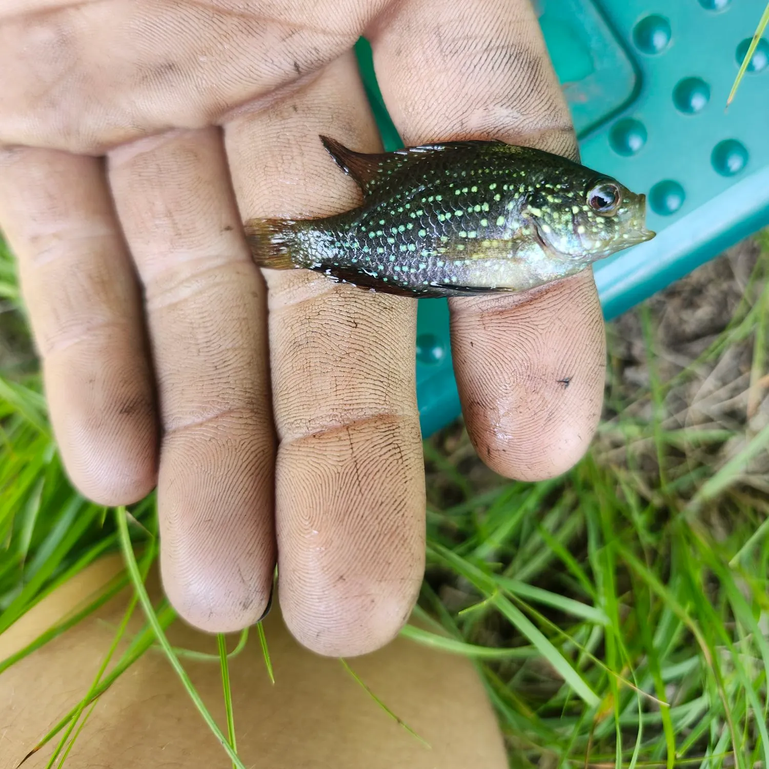 The most recent Bluespotted sunfish catches on Fishbrain