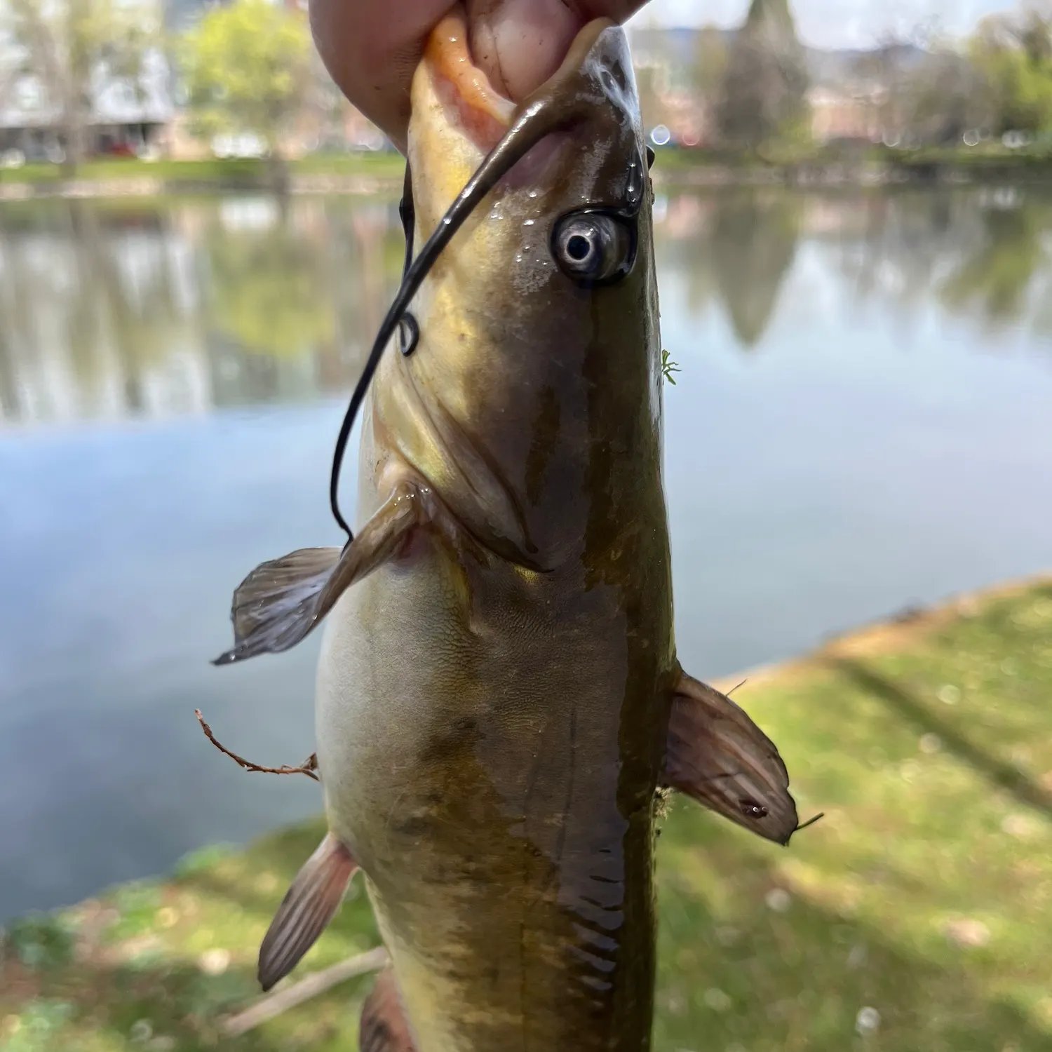 The most recent Brown bullhead catches on Fishbrain