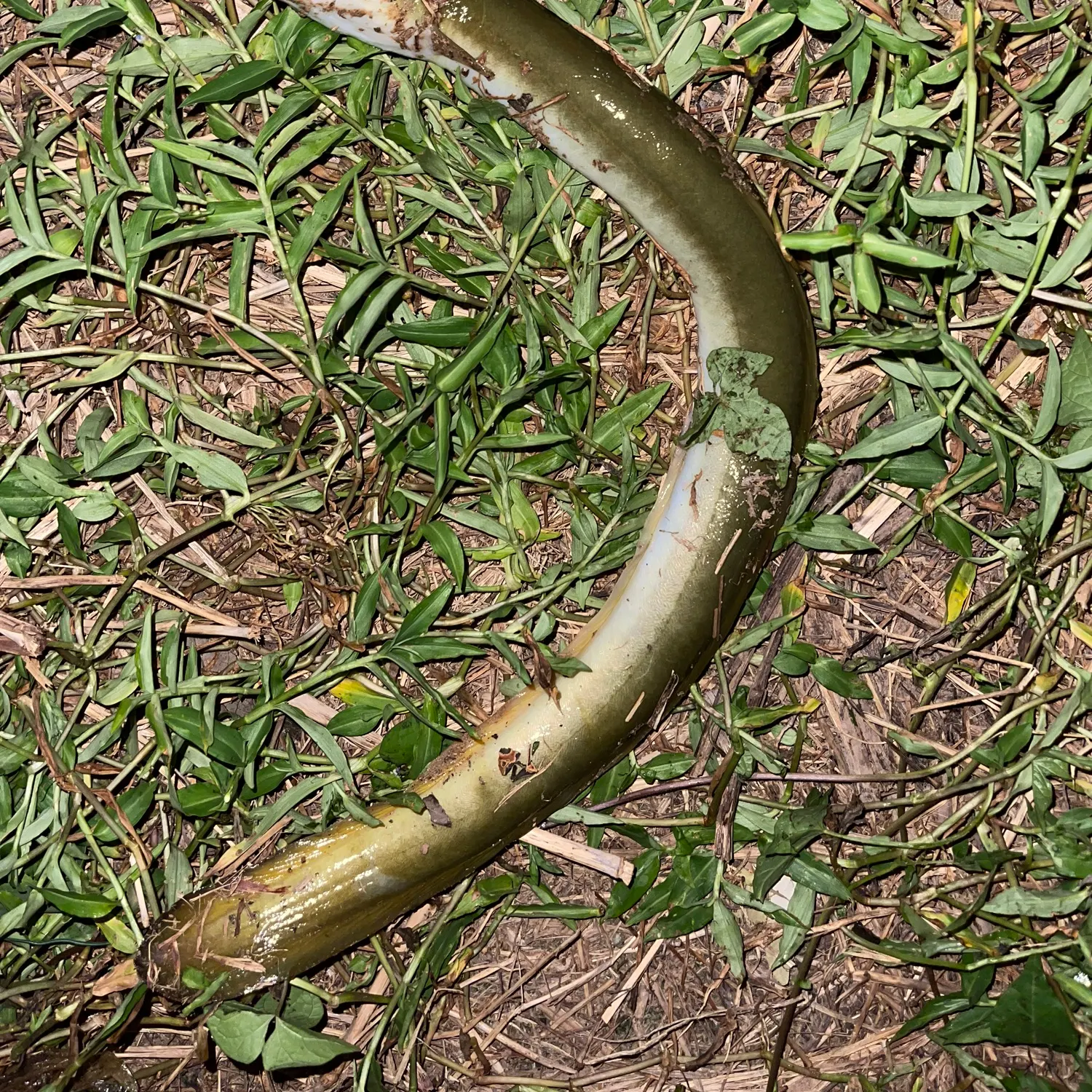 American eel caught on Fishbrain