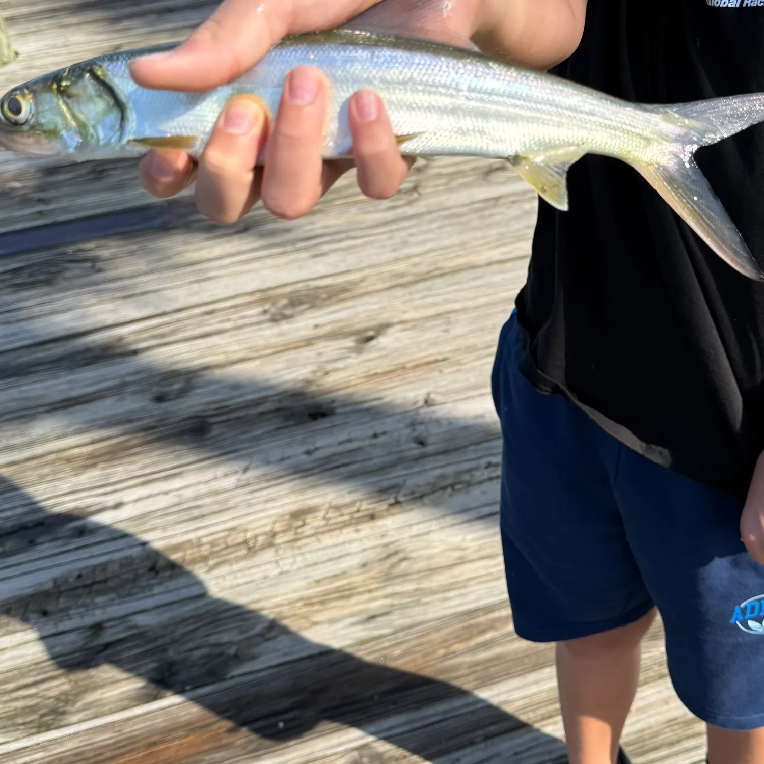 Ladyfish caught on Fishbrain