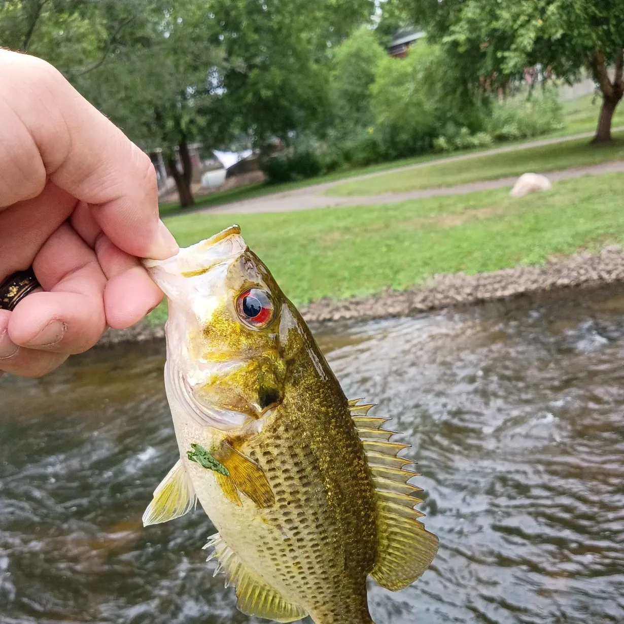 Rock bass caught on Fishbrain
