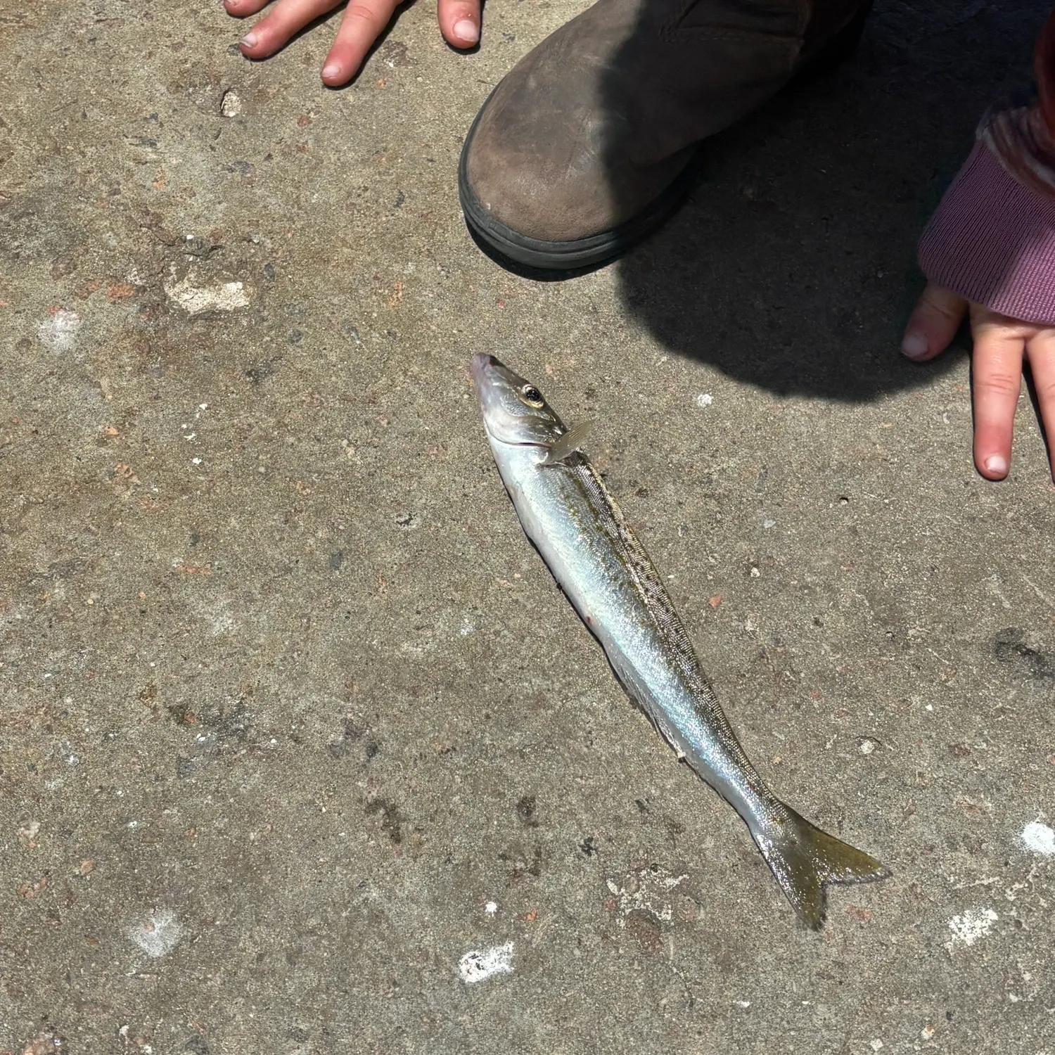 The most recent King George whiting catches on Fishbrain