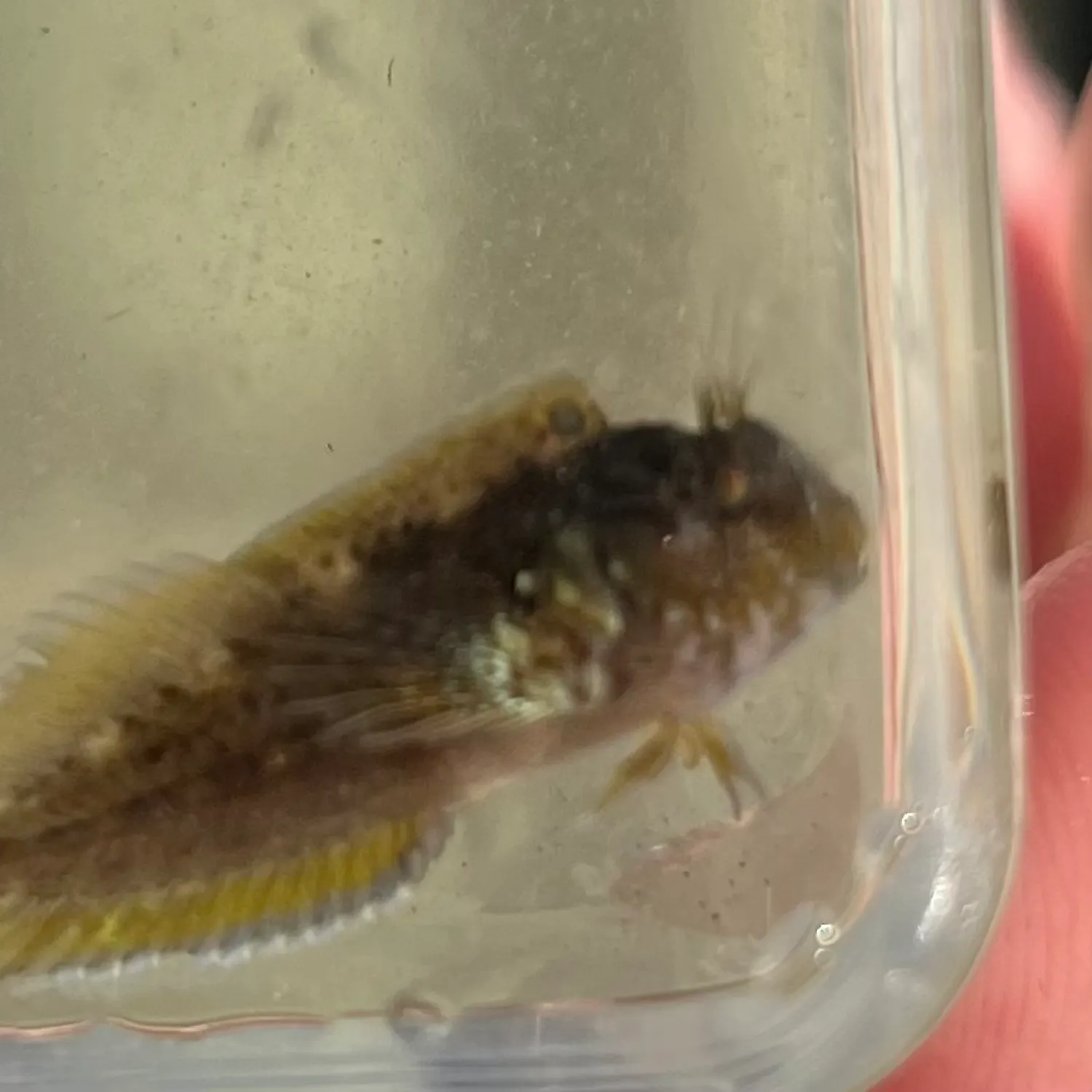 The most recent Crested blenny catches on Fishbrain