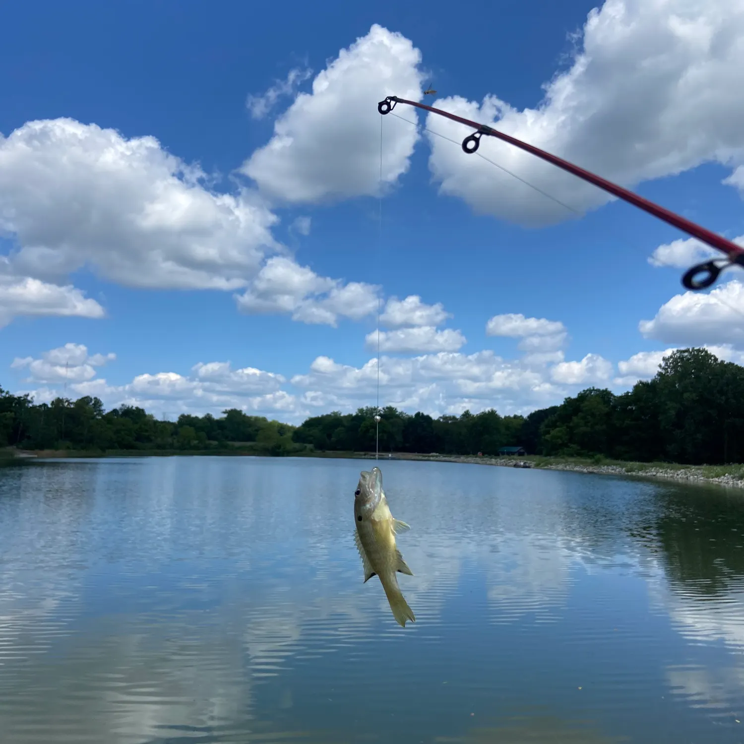 Green sunfish caught on Fishbrain