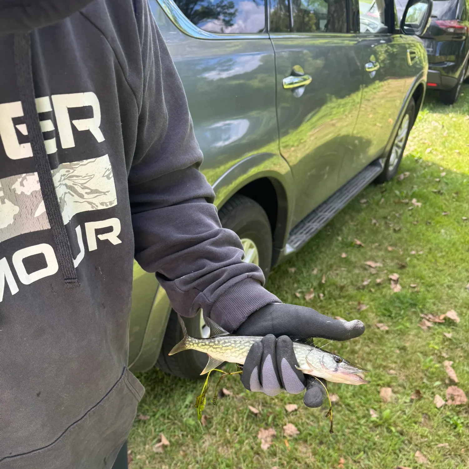 Chain pickerel caught on Fishbrain
