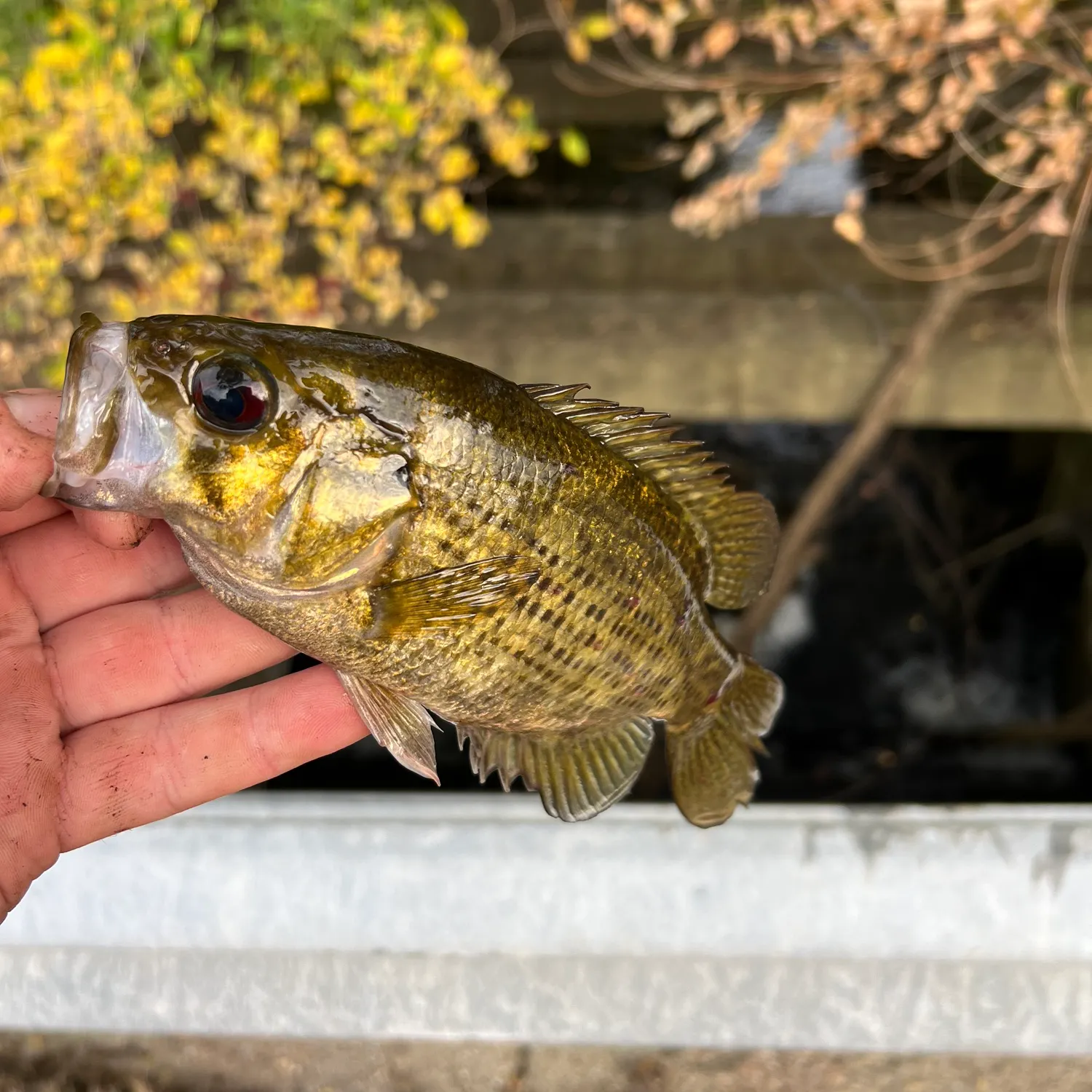 Rock bass caught on Fishbrain
