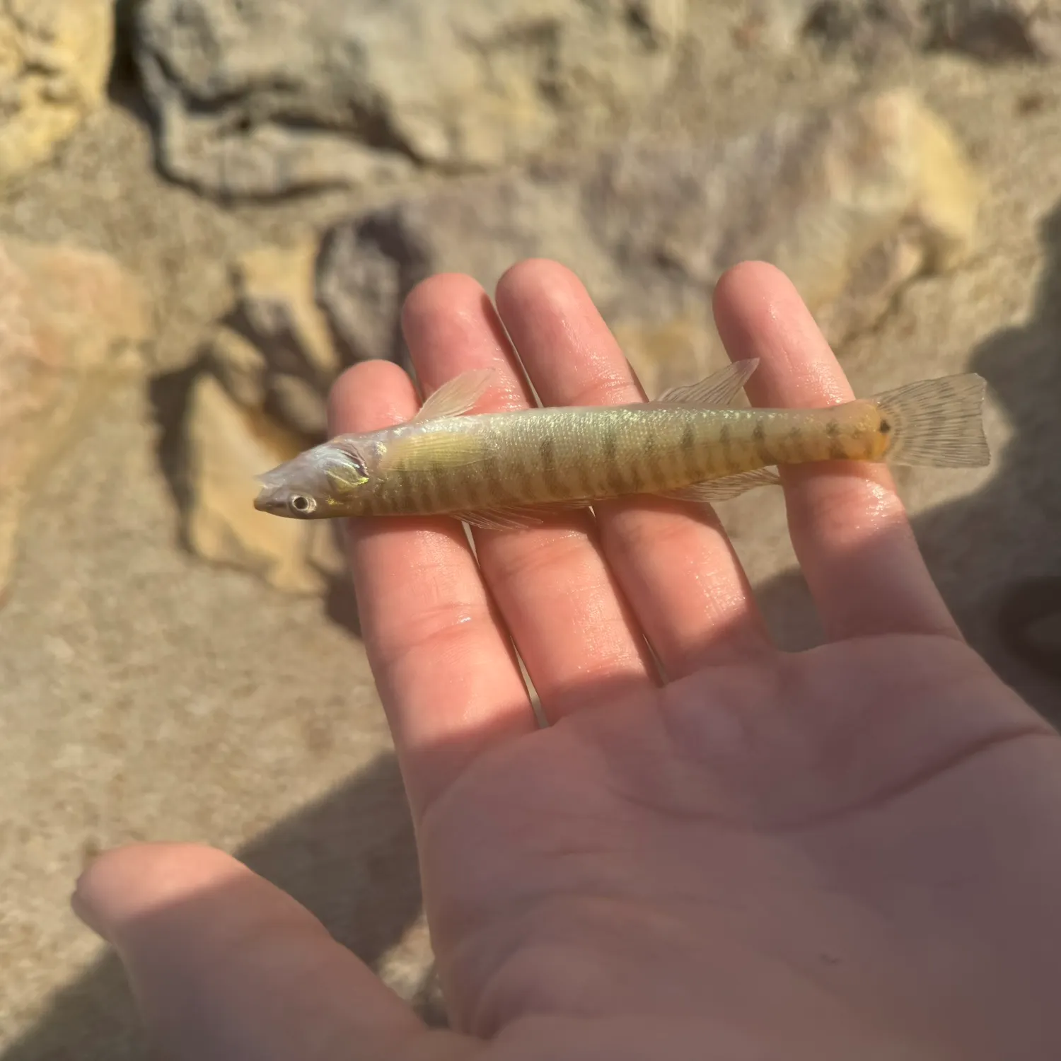 The most recent Common logperch catches on Fishbrain