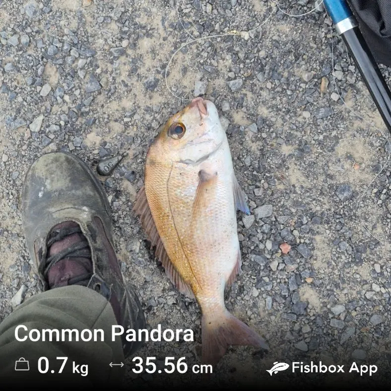 Australasian snapper caught on Fishbrain