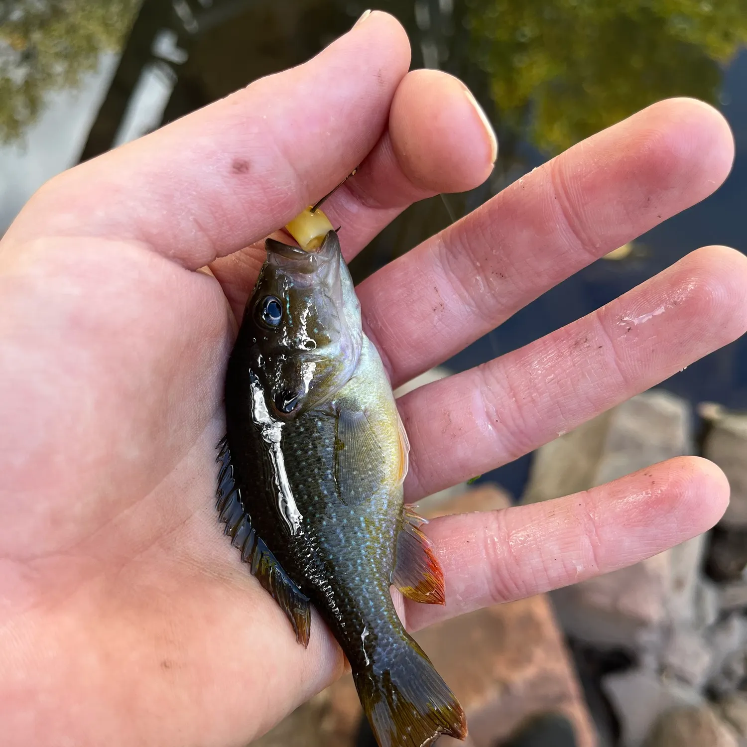 Green sunfish caught on Fishbrain