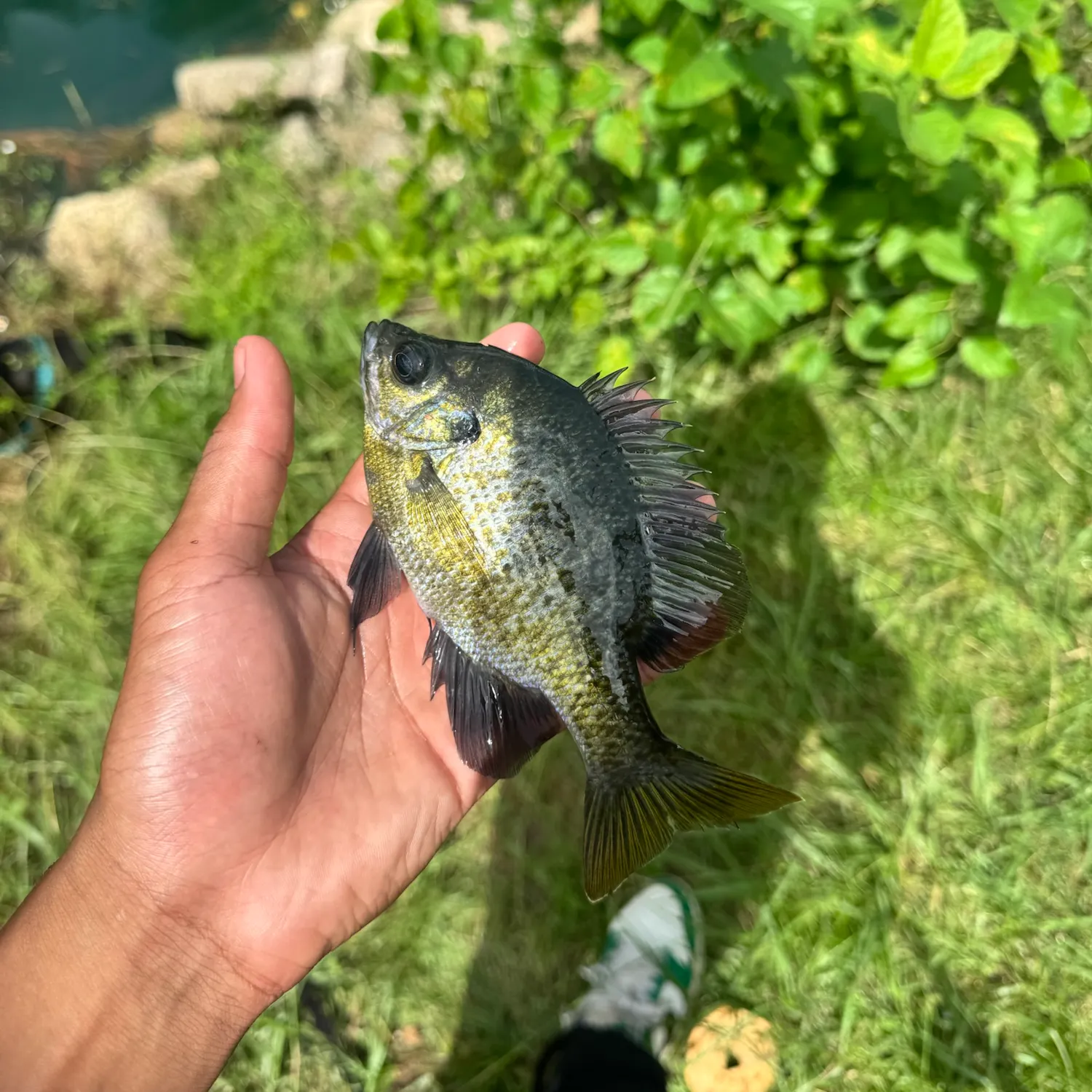 Bluegill caught on Fishbrain