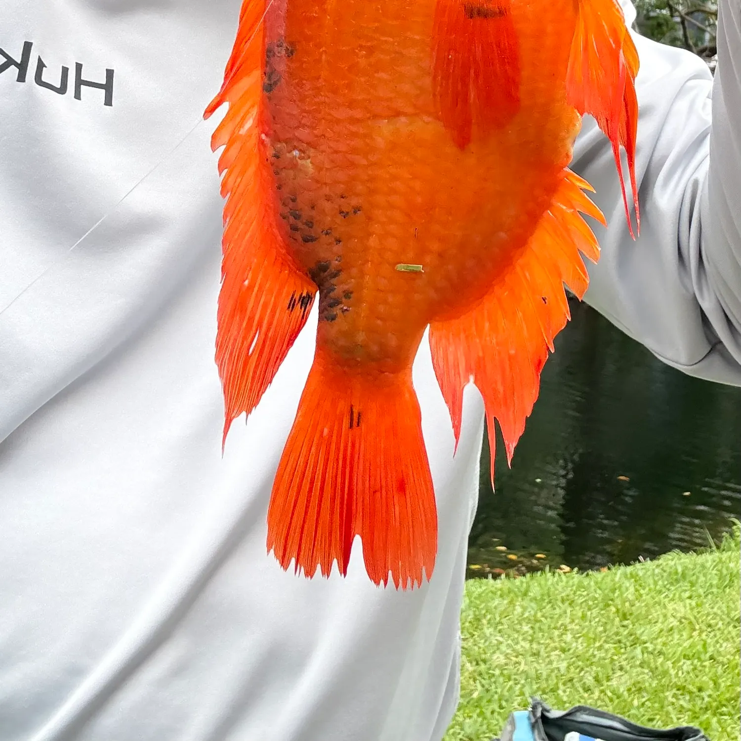 The most recent Red devil cichlid catches on Fishbrain