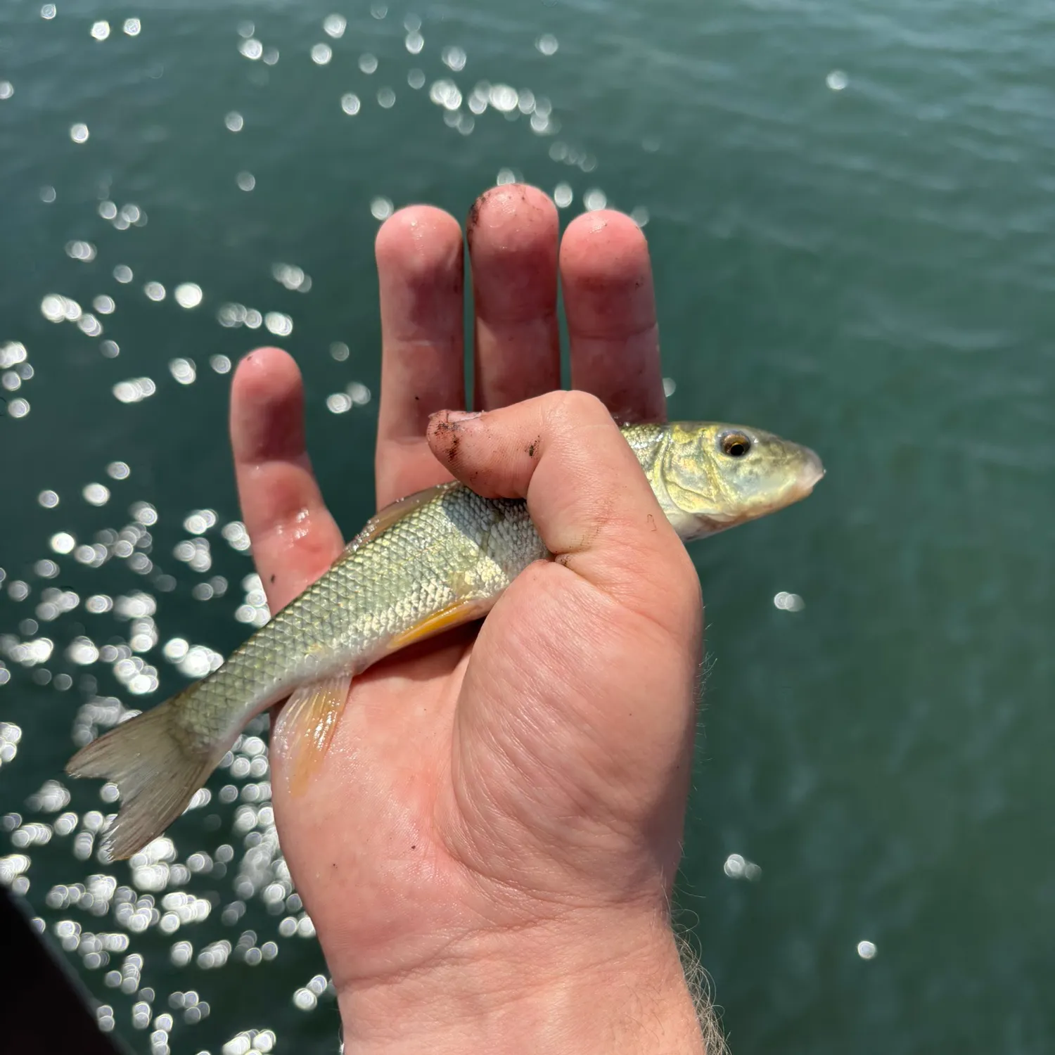 The most recent White sucker catches on Fishbrain