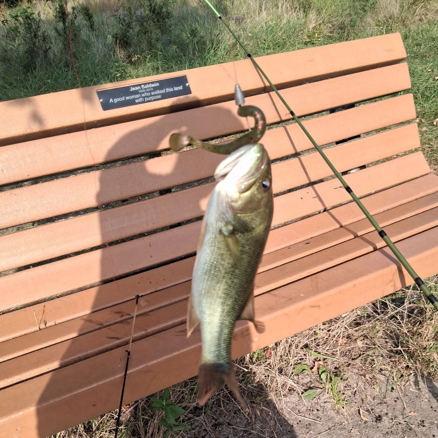 Largemouth bass caught on Fishbrain