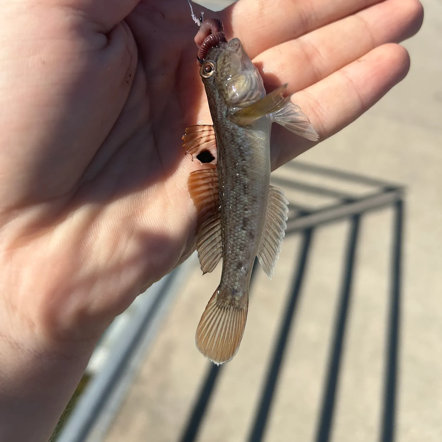 The most recent Round goby catches on Fishbrain