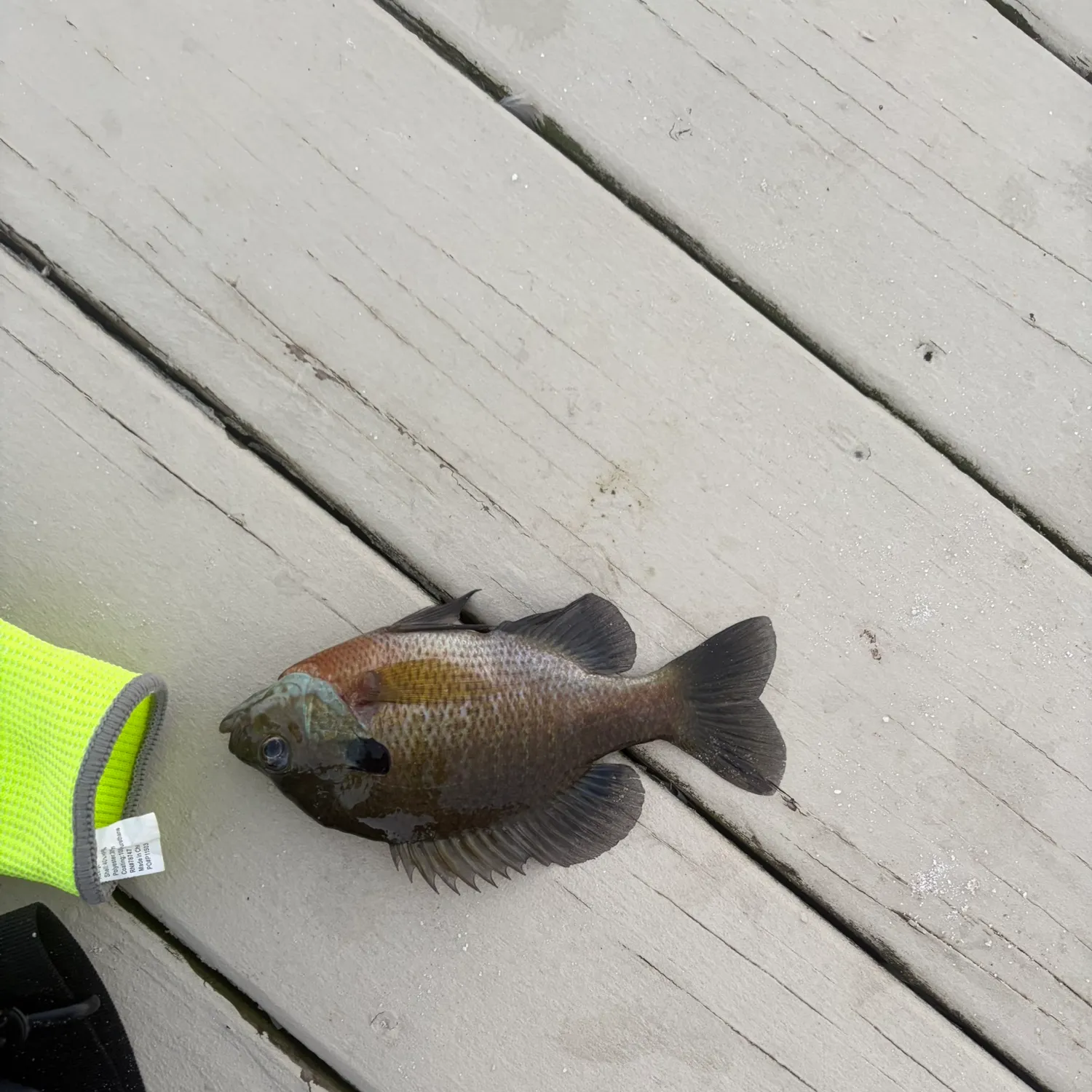 Bluegill caught on Fishbrain