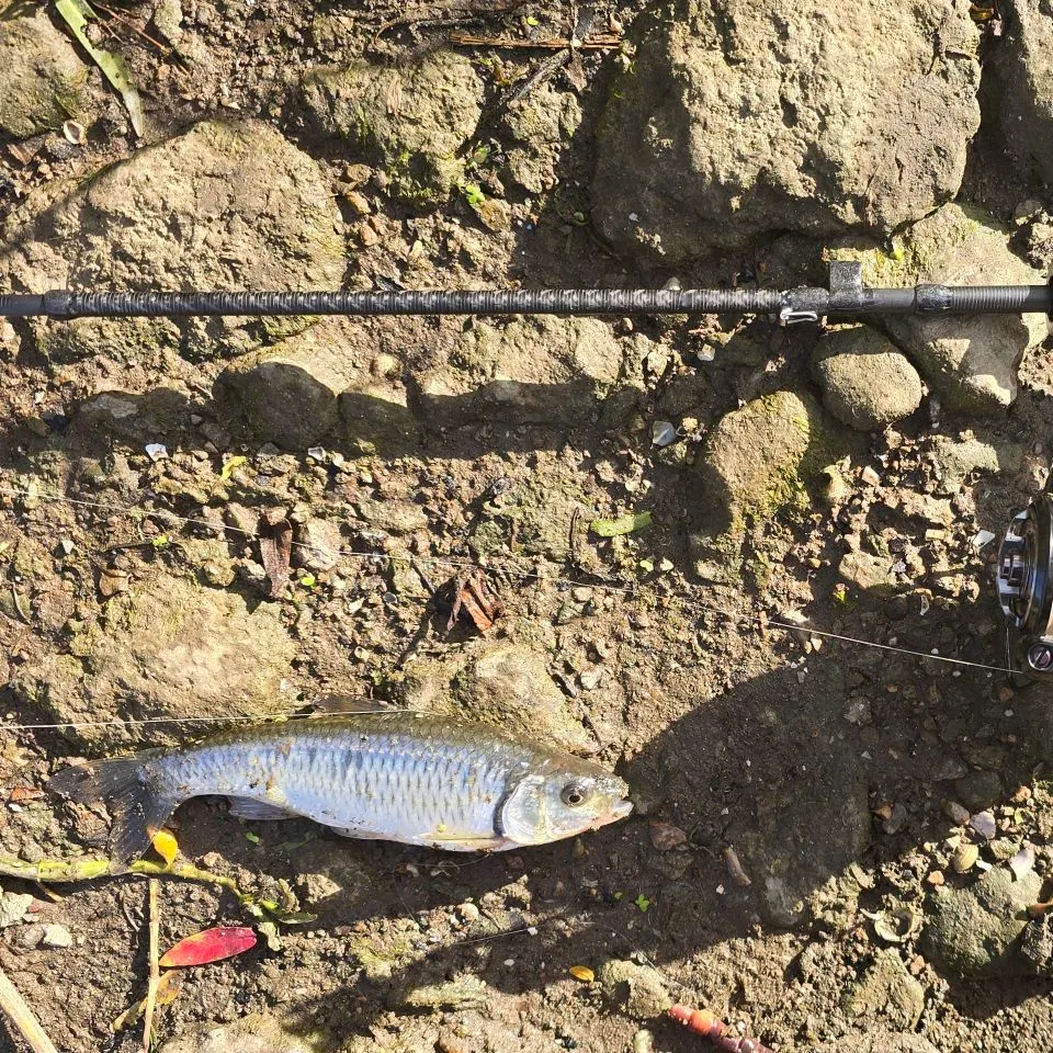 Striped shiner caught on Fishbrain