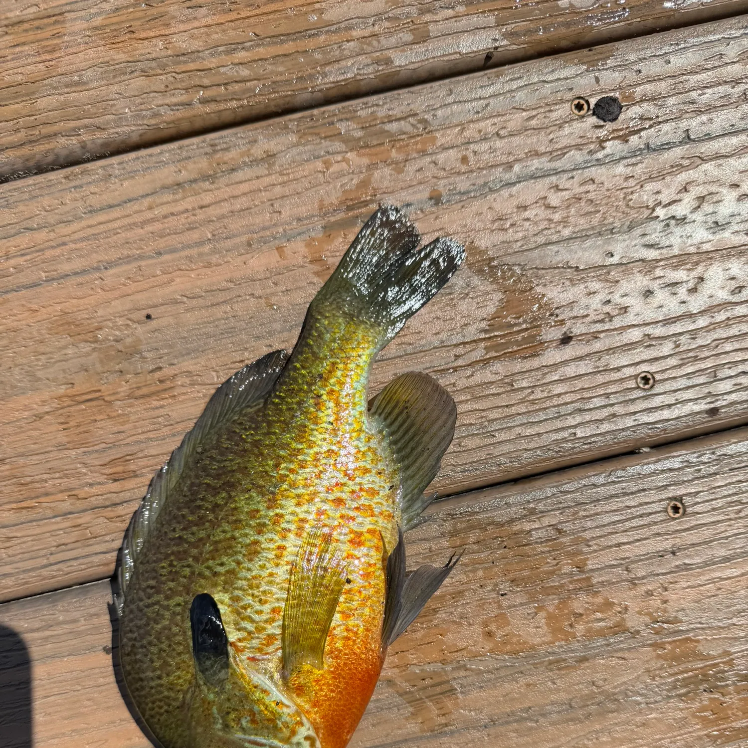 The most recent Redbreast sunfish x bluegill catches on Fishbrain