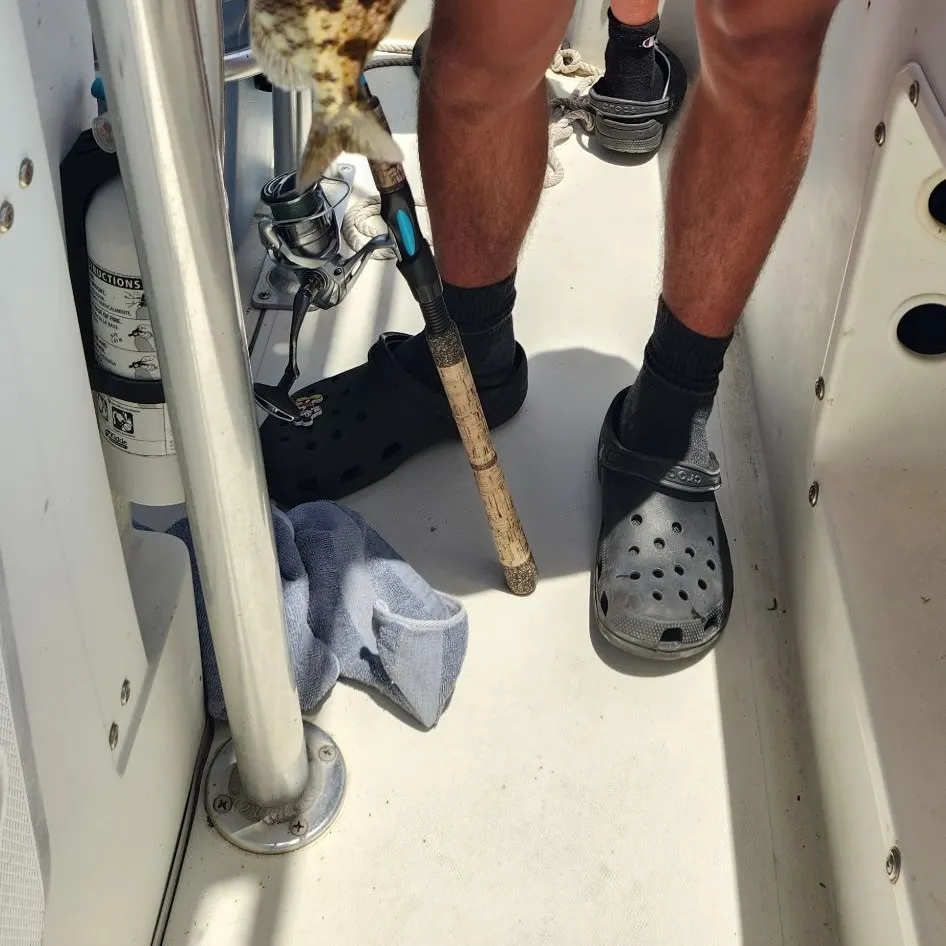 The most recent Grass porgy catches on Fishbrain