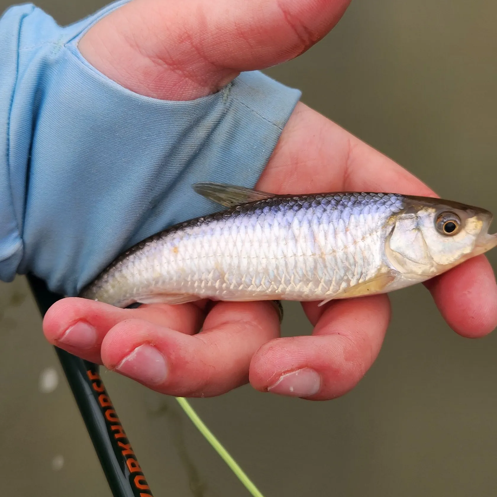 The most recent Striped shiner catches on Fishbrain