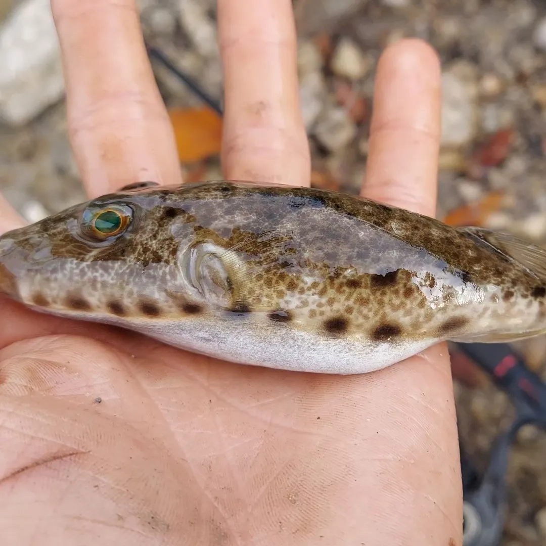 The most recent Bandtail puffer catches on Fishbrain