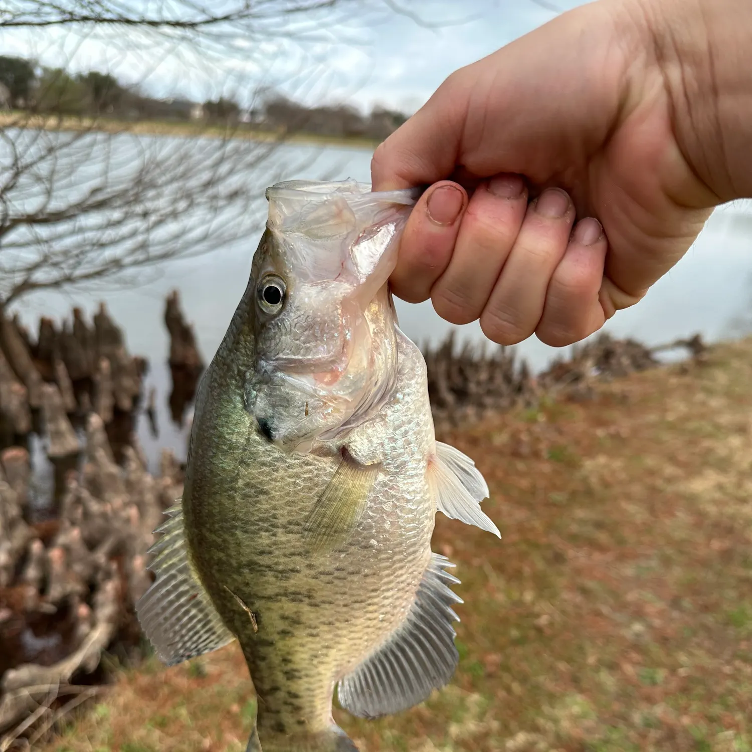 The most recent White crappie catches on Fishbrain
