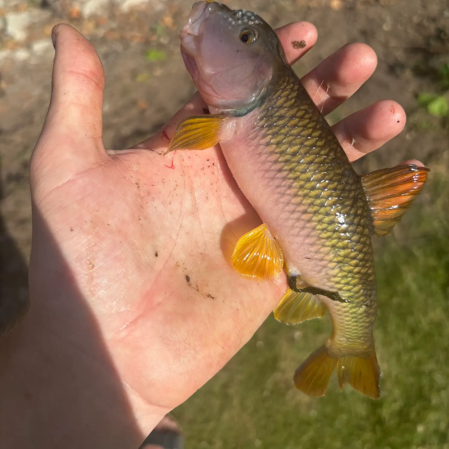 most liked catch image