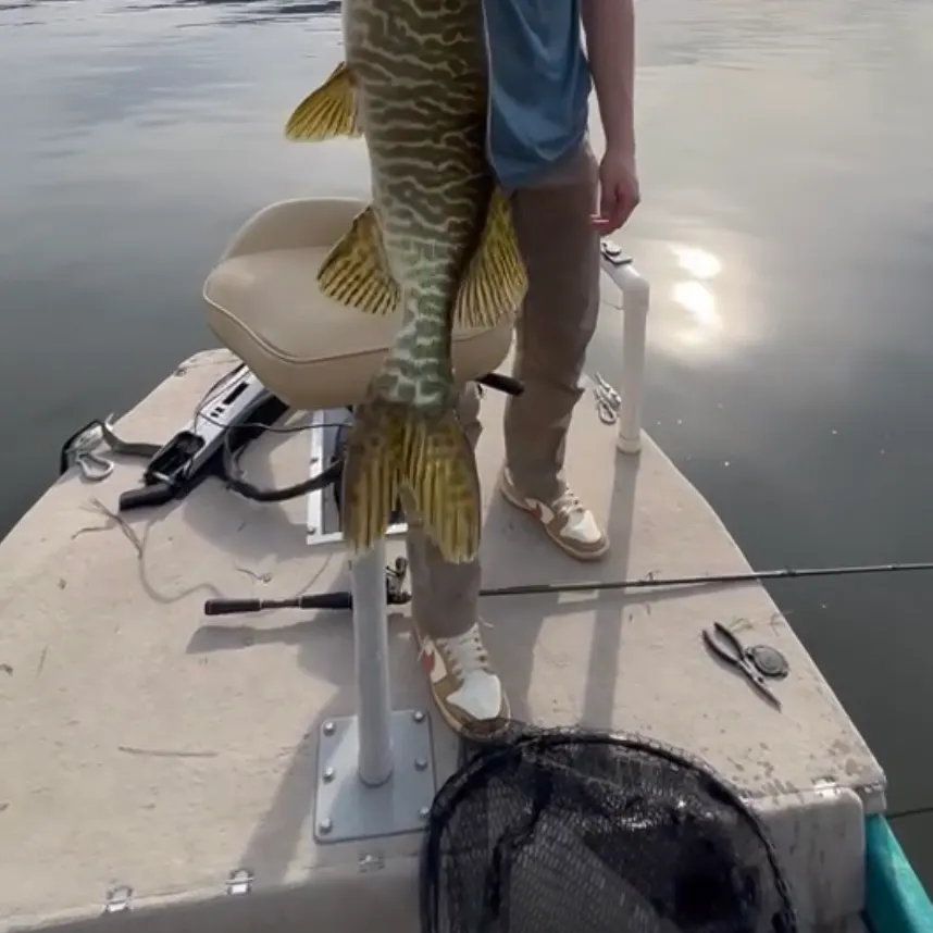 The most recent Tiger muskellunge catches on Fishbrain