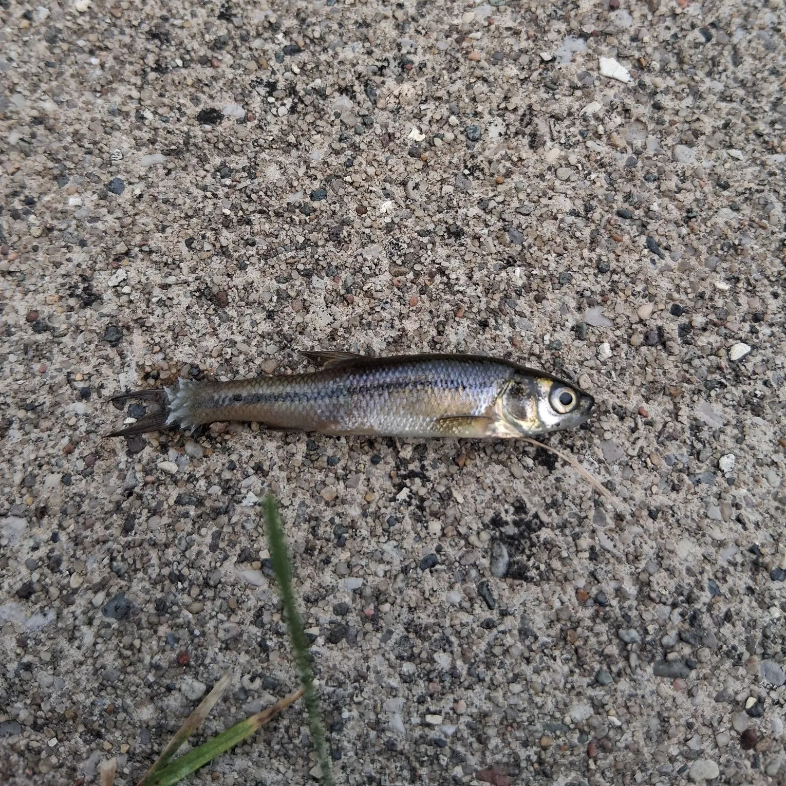 The most recent Spottail shiner catches on Fishbrain