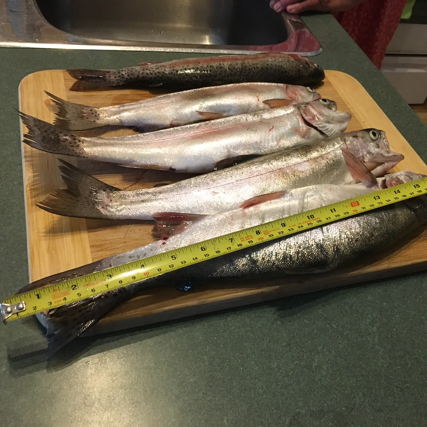 recently logged catches