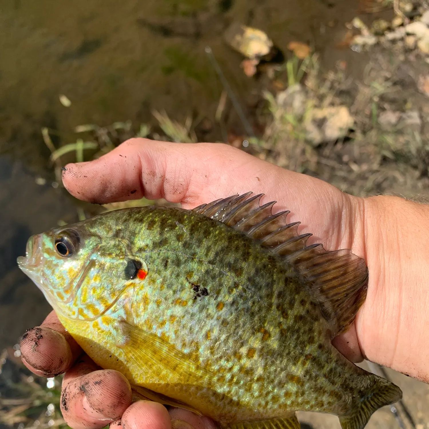 Pumpkinseed caught on Fishbrain
