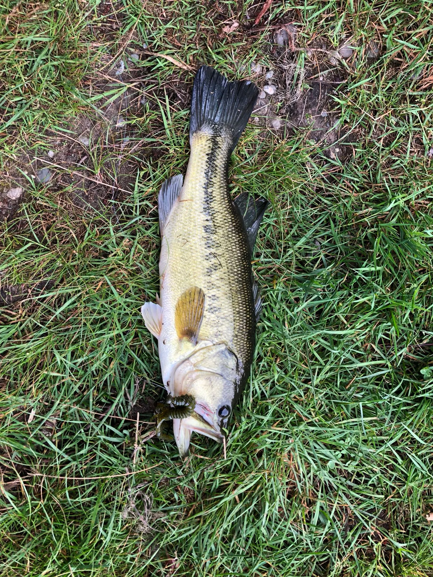 Post image from bbivins3897