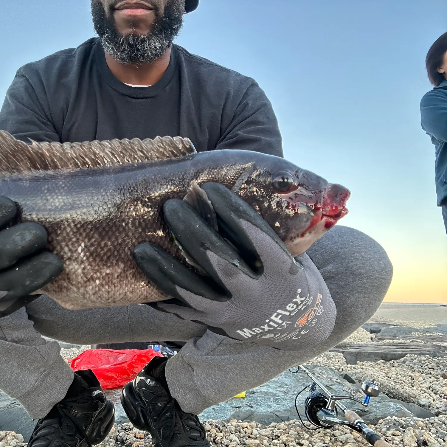 Tautog caught on Fishbrain