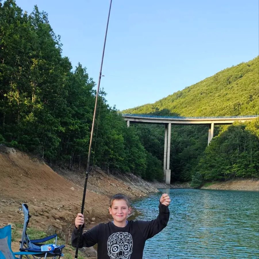 The most recent Silver catfish catches on Fishbrain