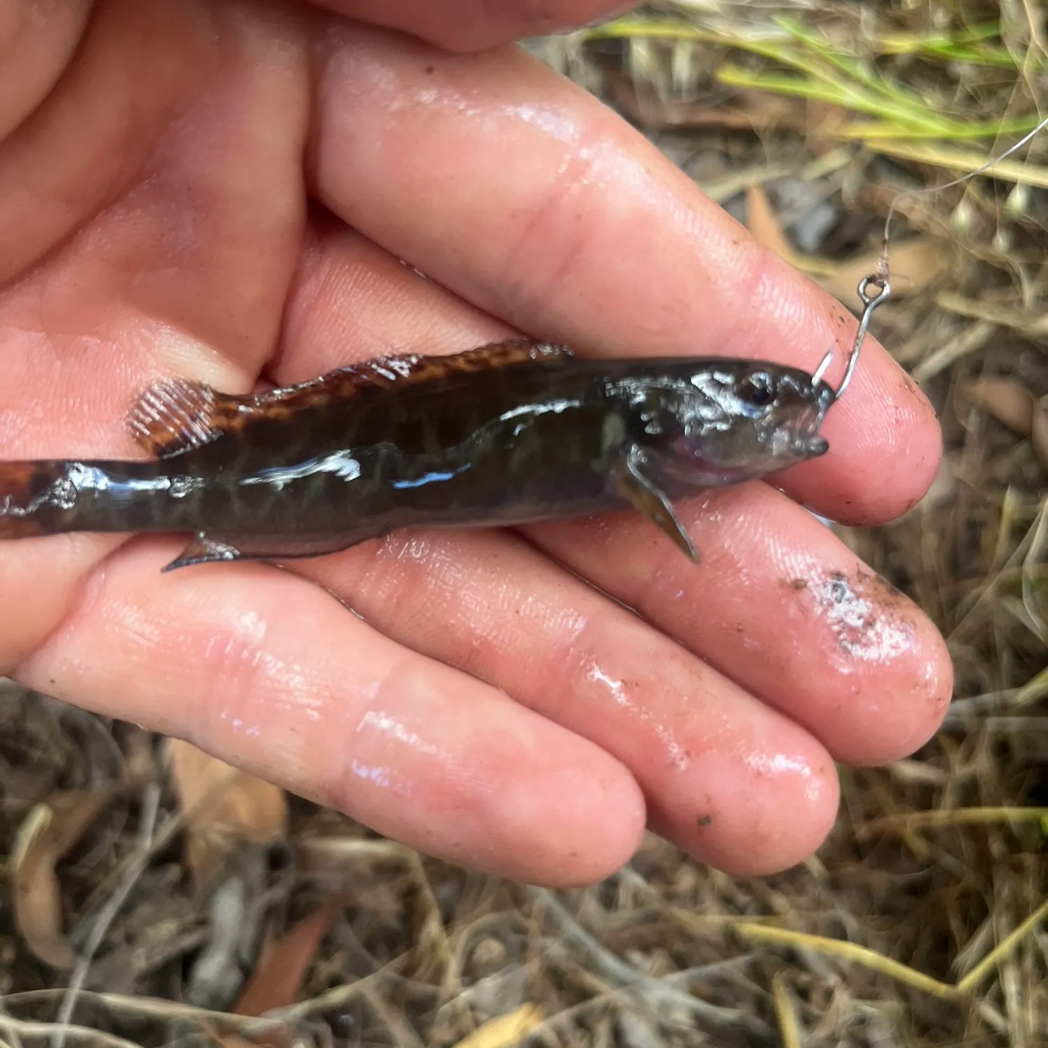 The most recent River blackfish catches on Fishbrain